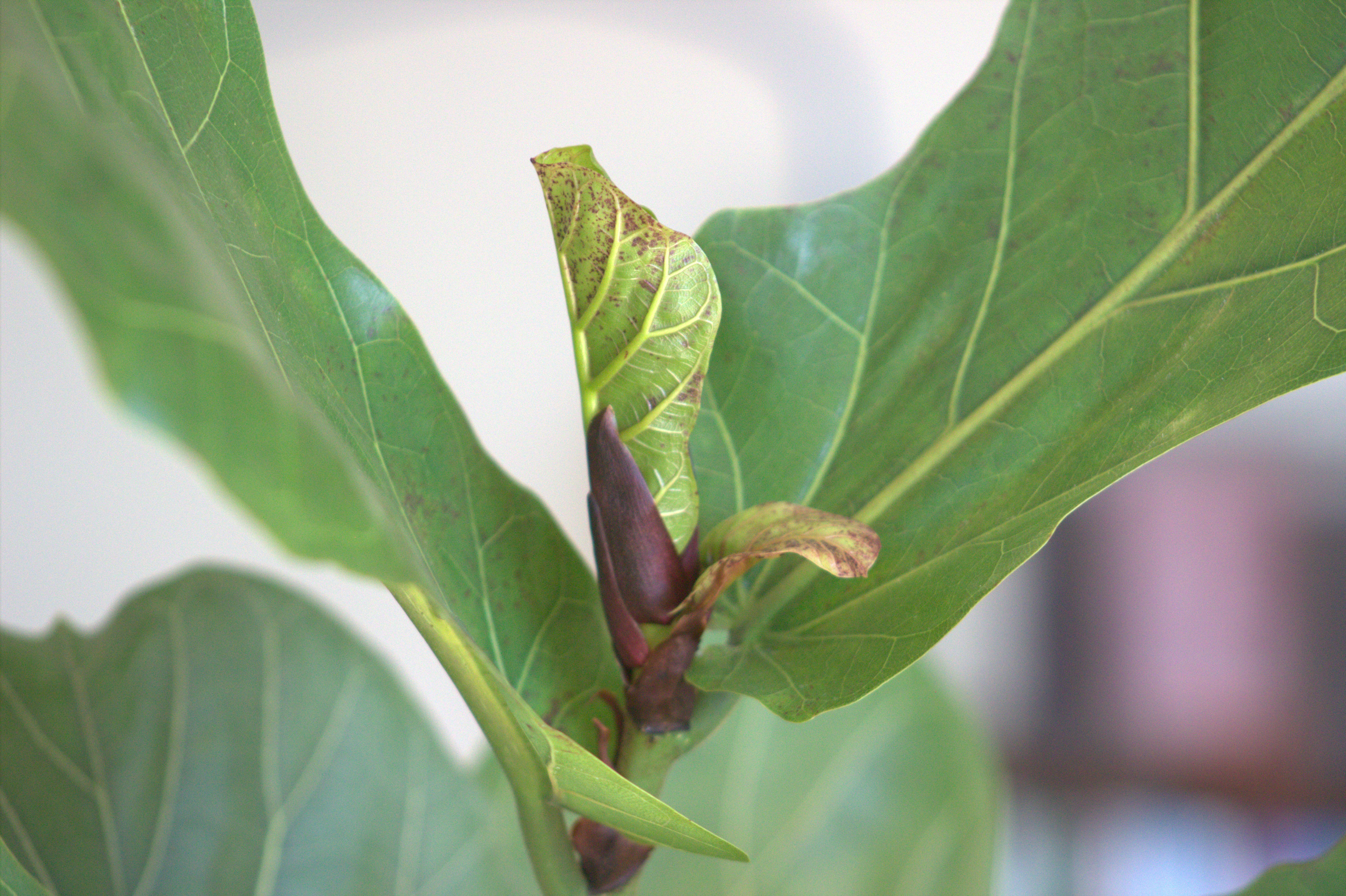 fiddle leaf fig leaves showing unique violin shape - fiddle leaf fig care