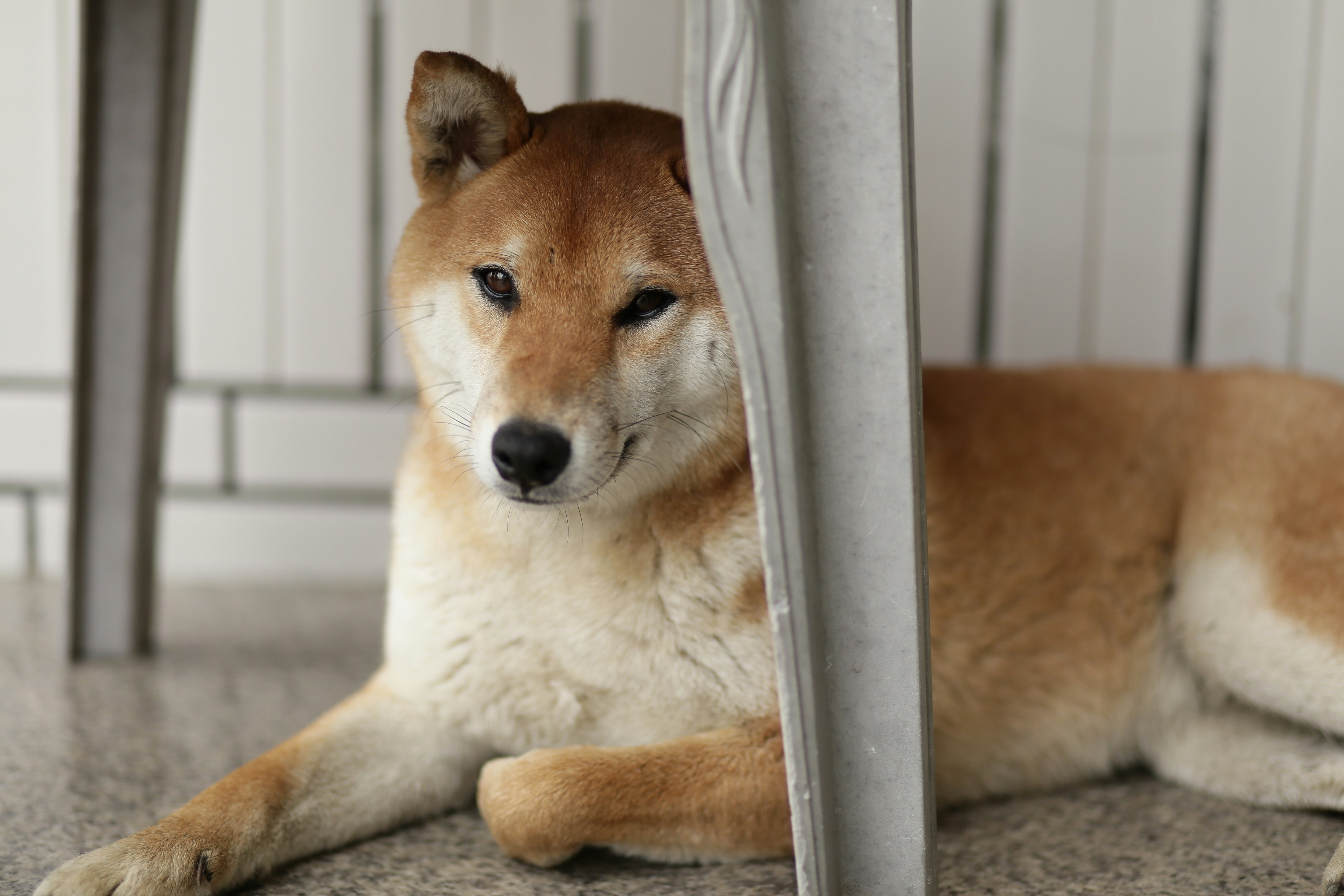 A shiba inu dog rests under a table.