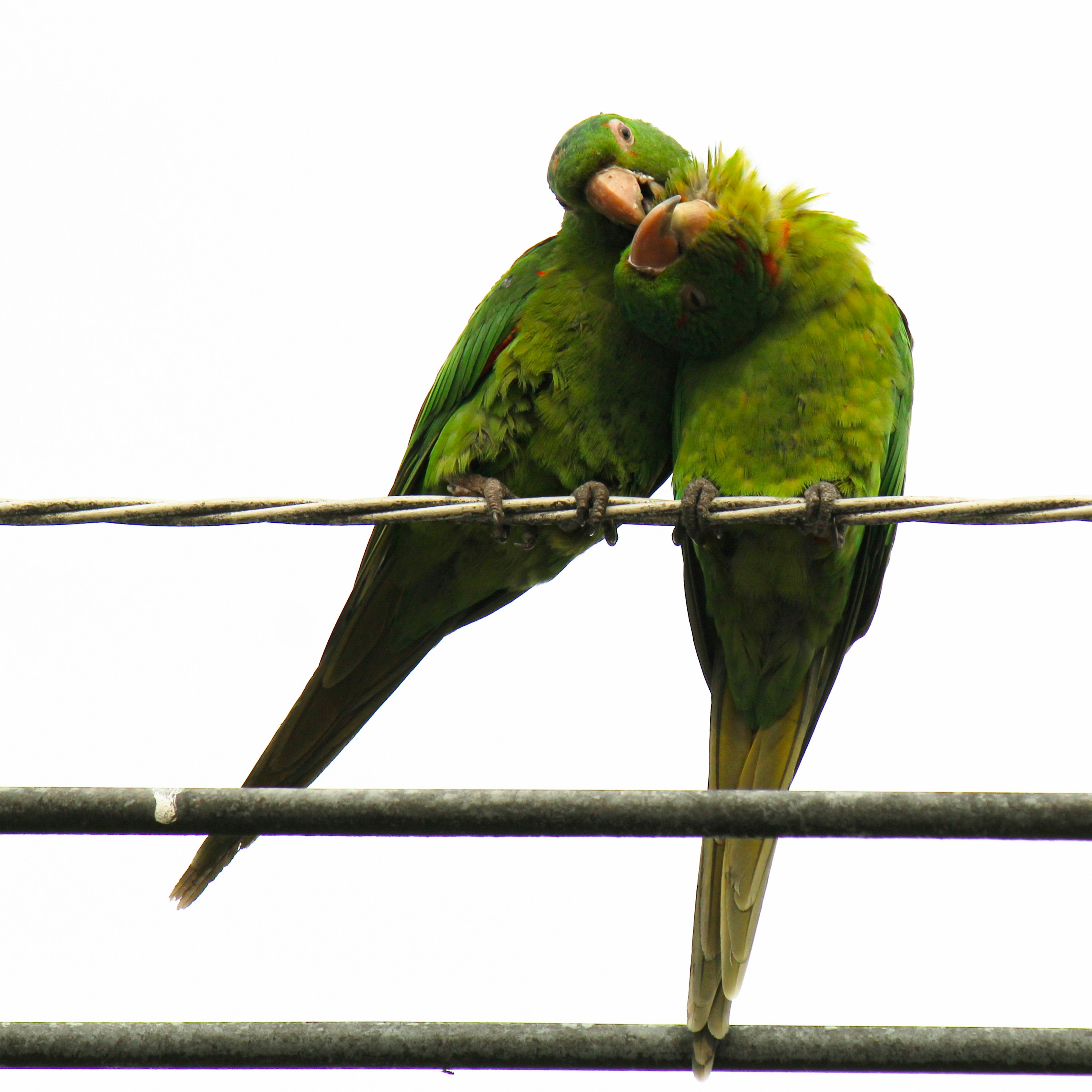 Photo by paulo_pescada