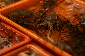 Lobsters in an orange plastic container with water.
