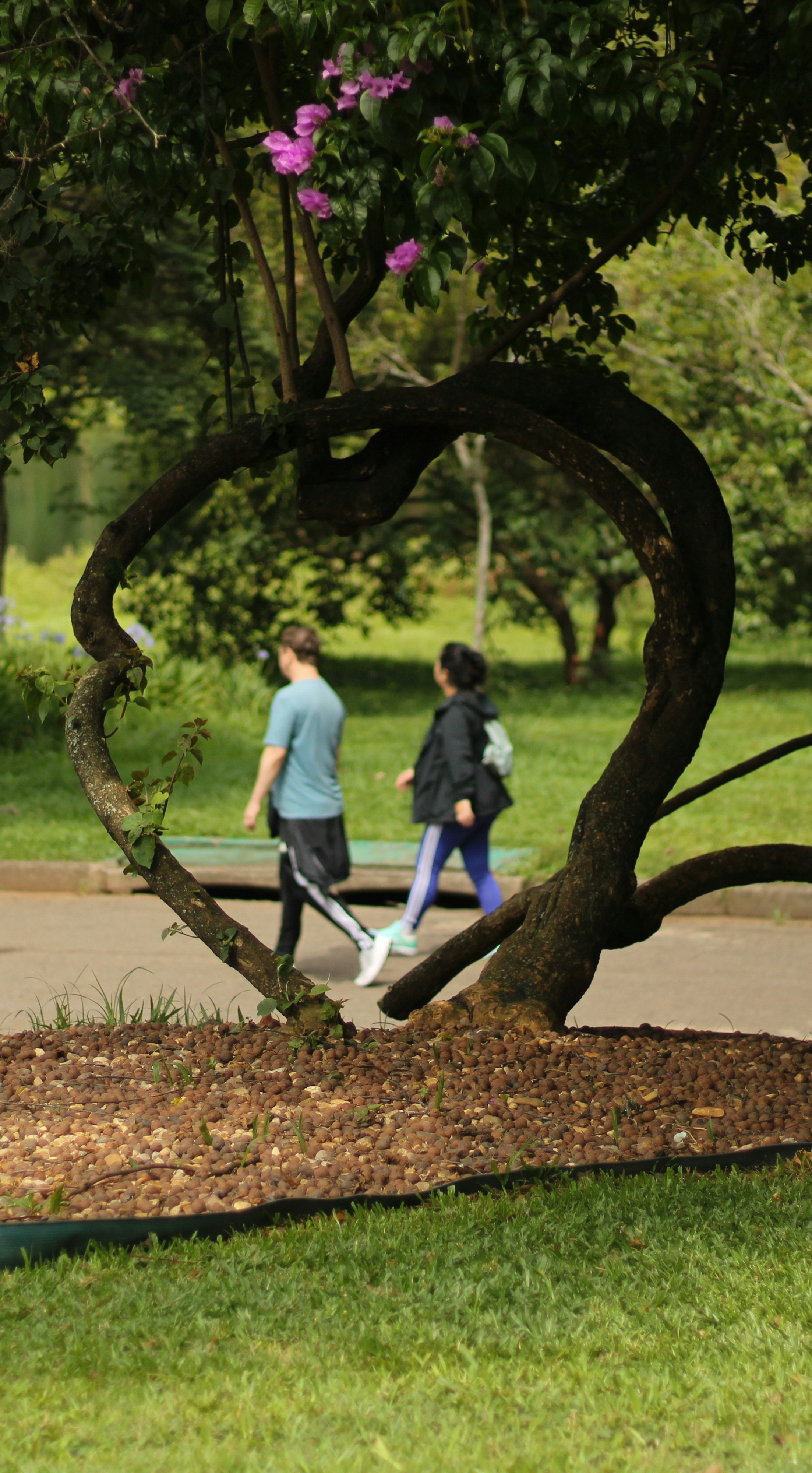 Two people walk past a heart-shaped tree branch.