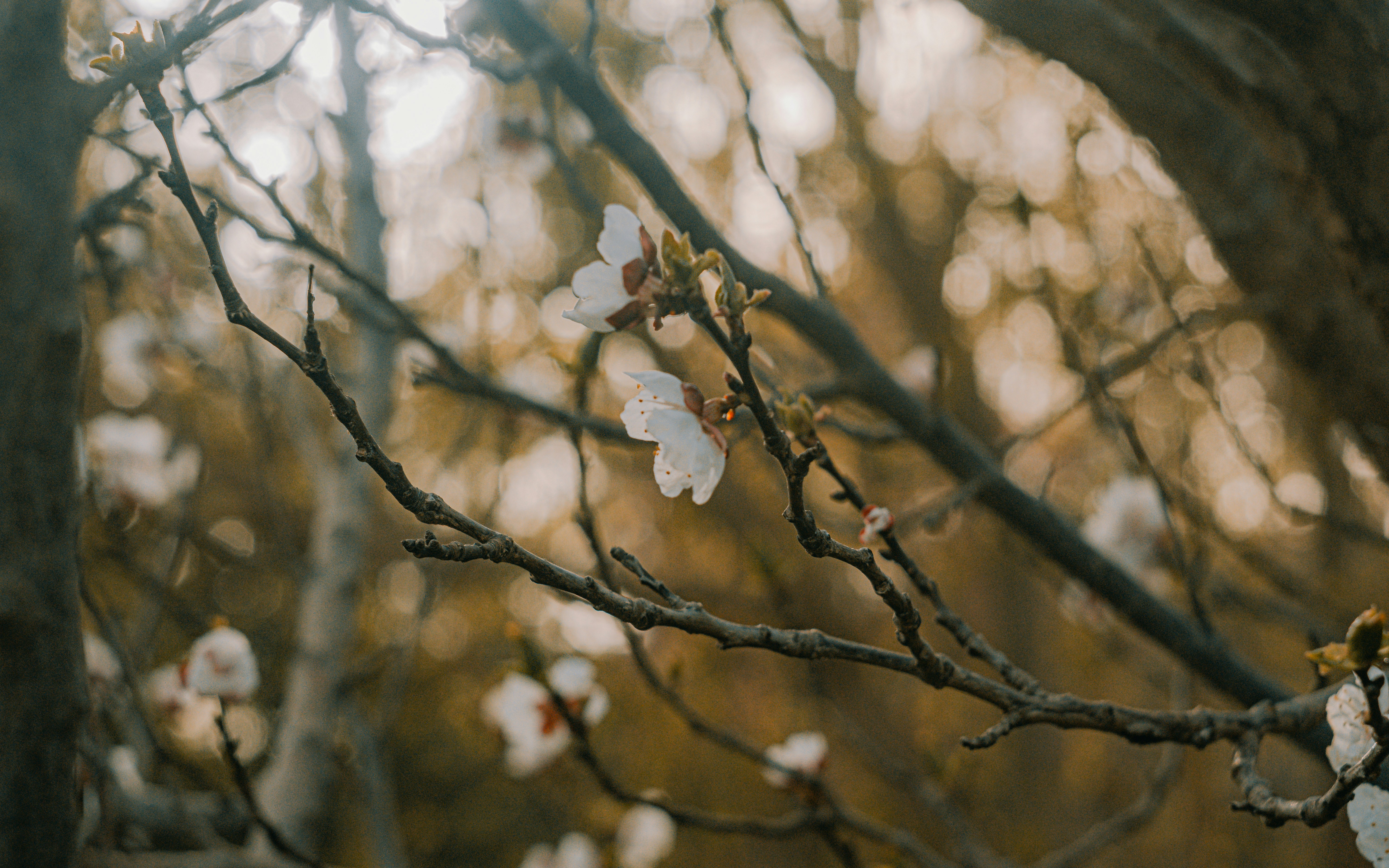 Photo by mostafaftpix