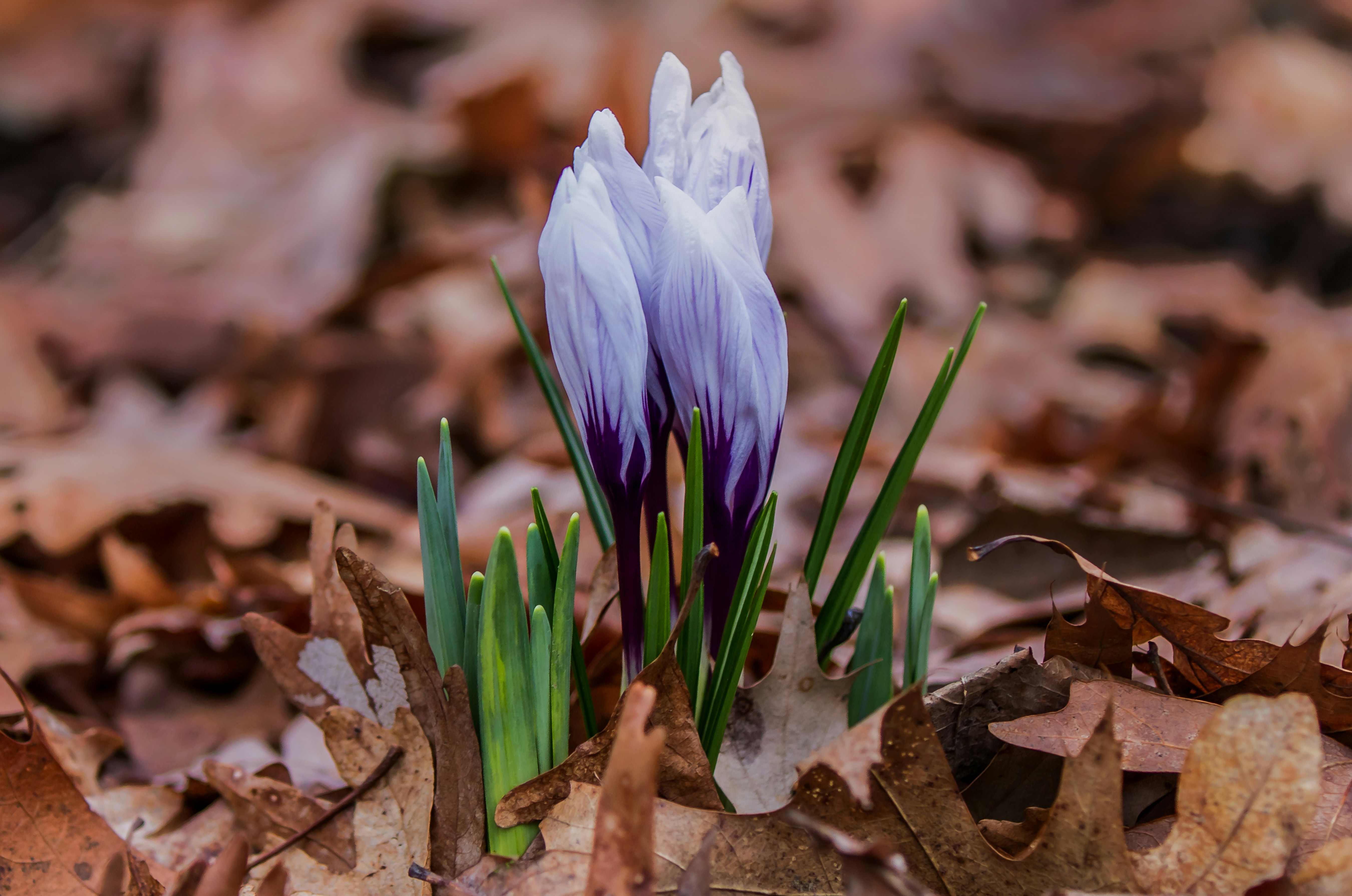 A purple and white crocus emerges from fallen leaves