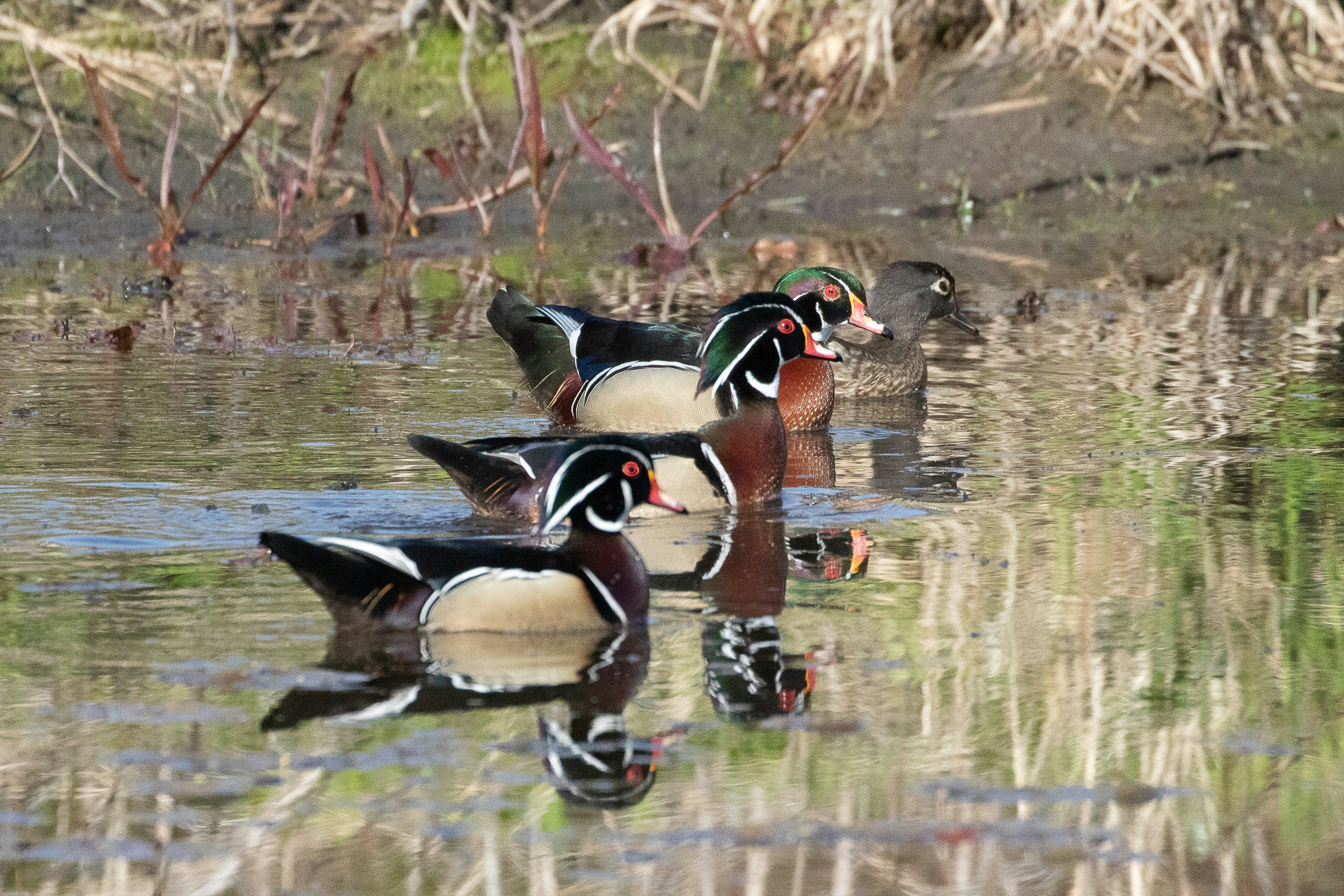 Three wood ducks swim on calm water