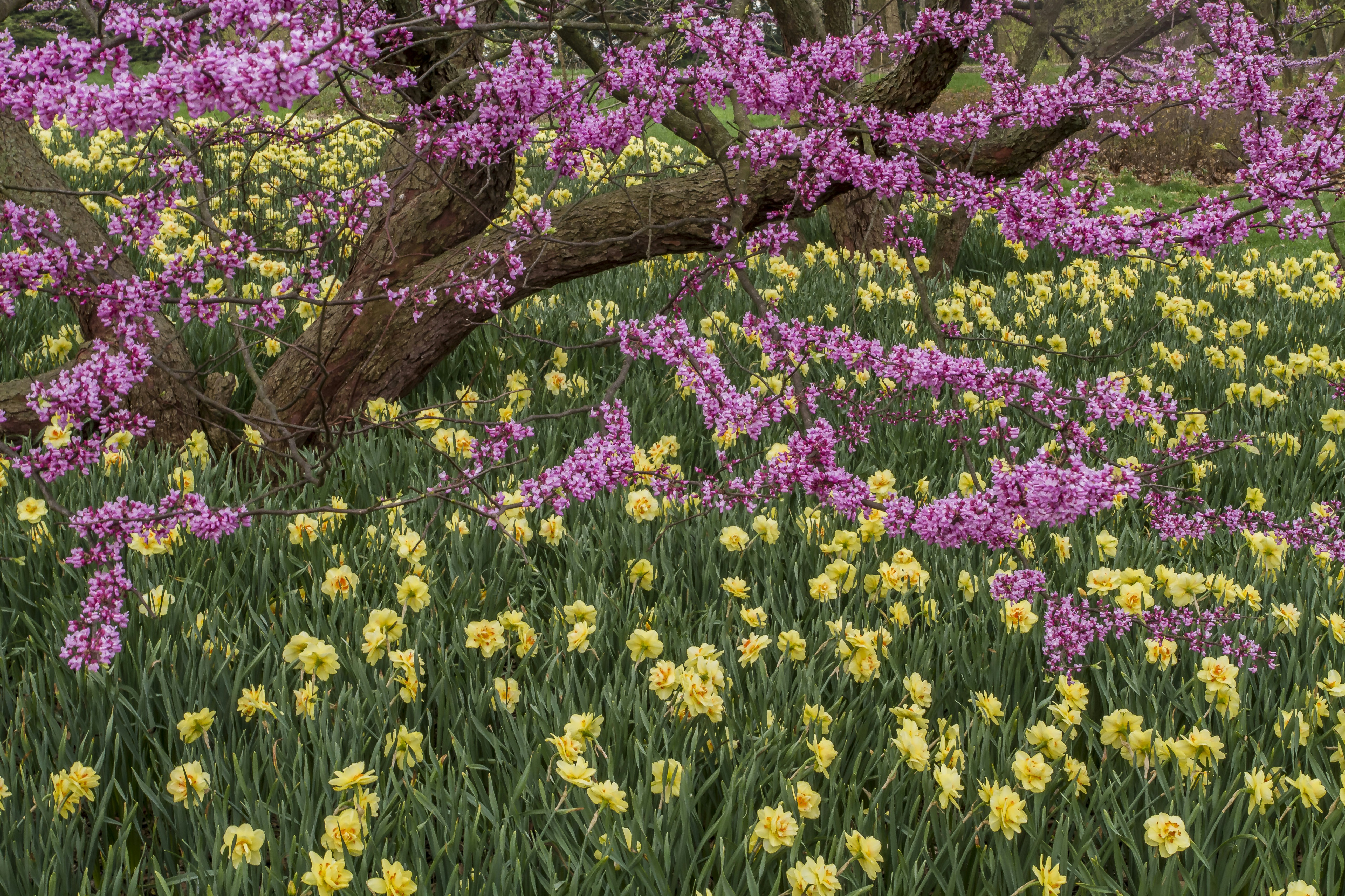 Pink blossoms on a tree above yellow daffodils