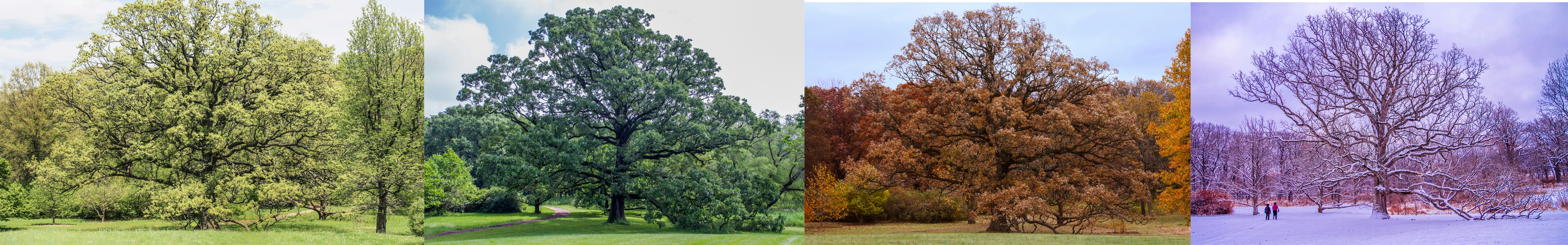 Four trees showing different seasons from spring to winter