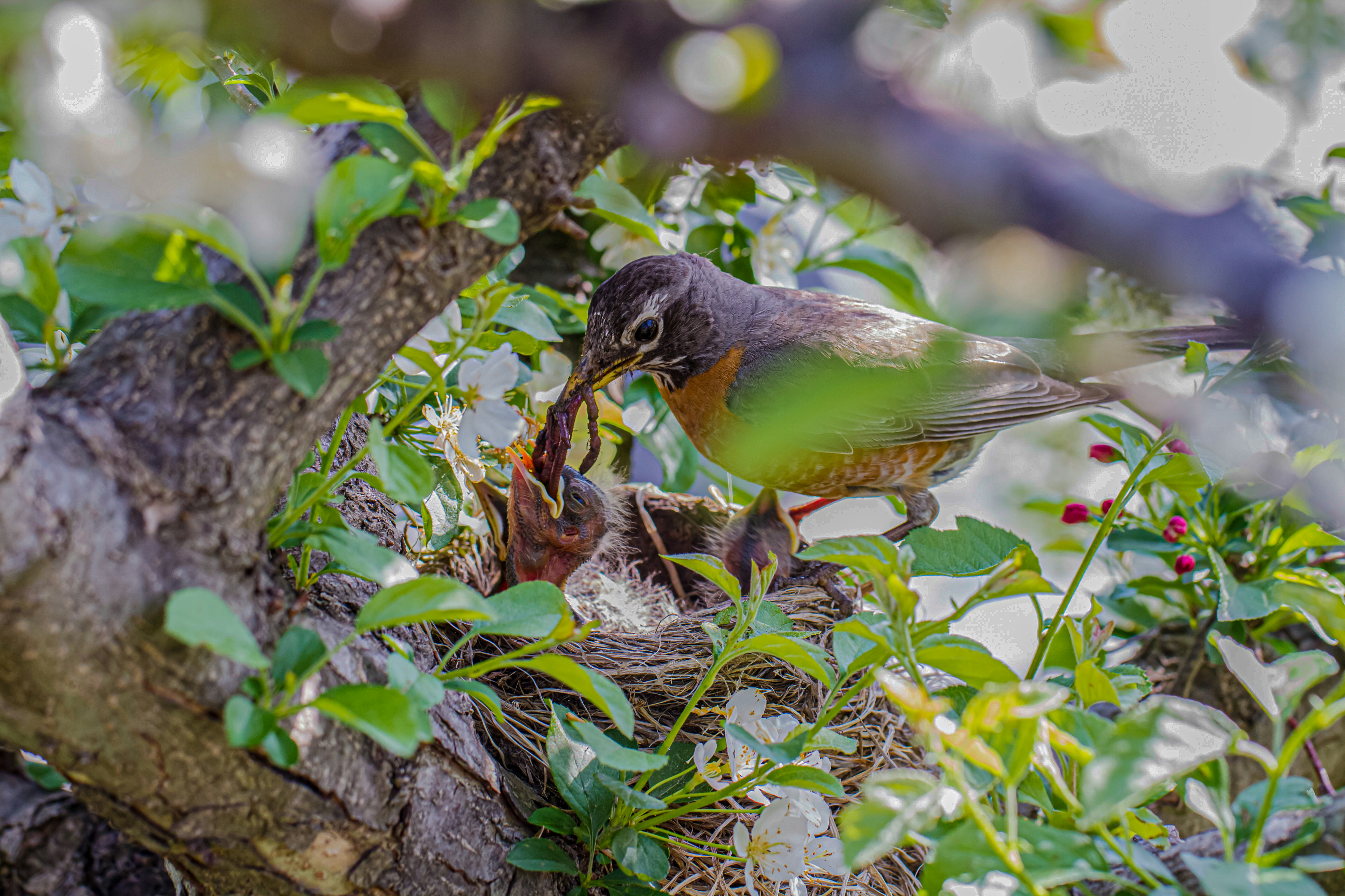 Robin feeding its young in a nest.