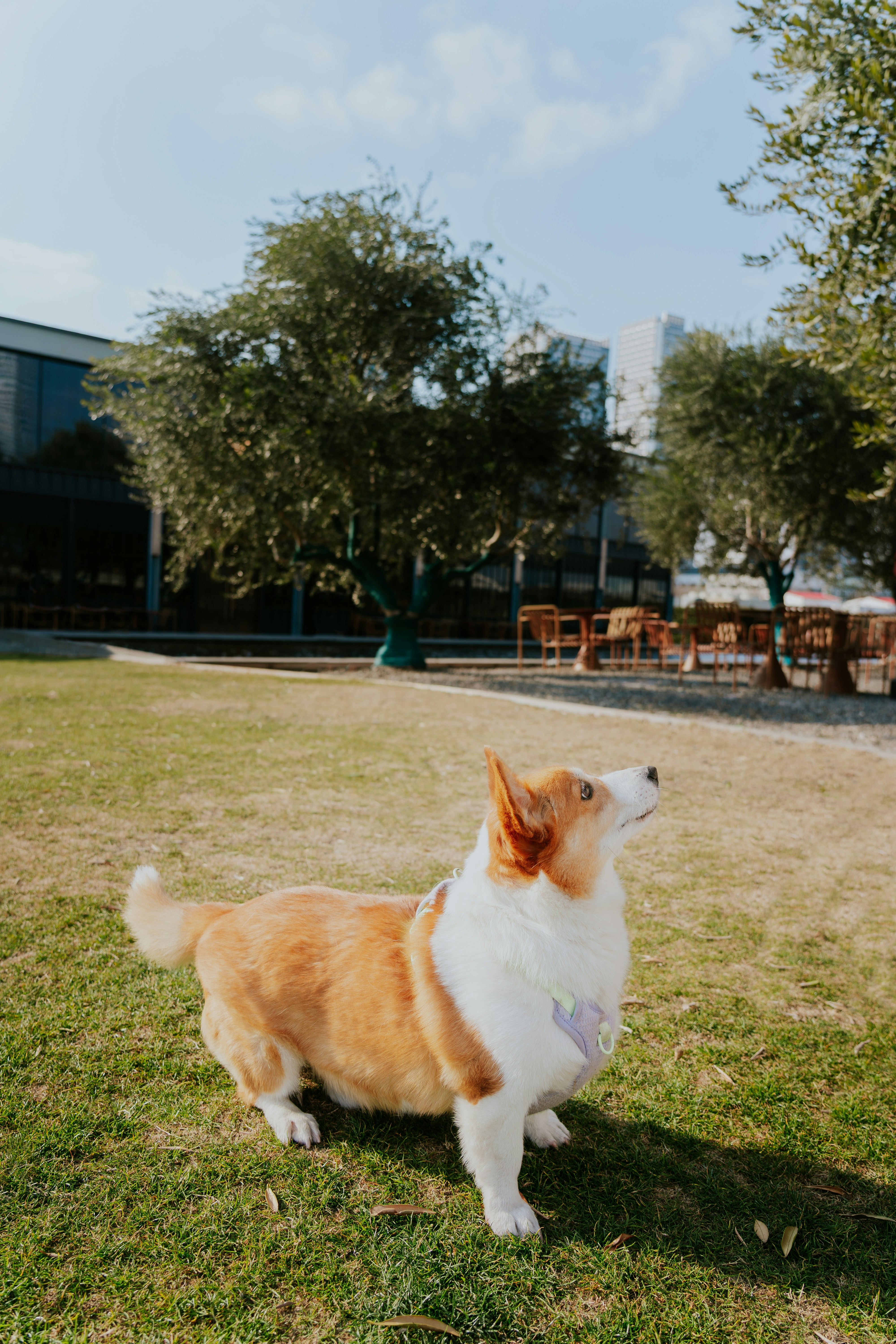펨브룩 웰시 코기가 야외 잔디 위에 서 있습니다.