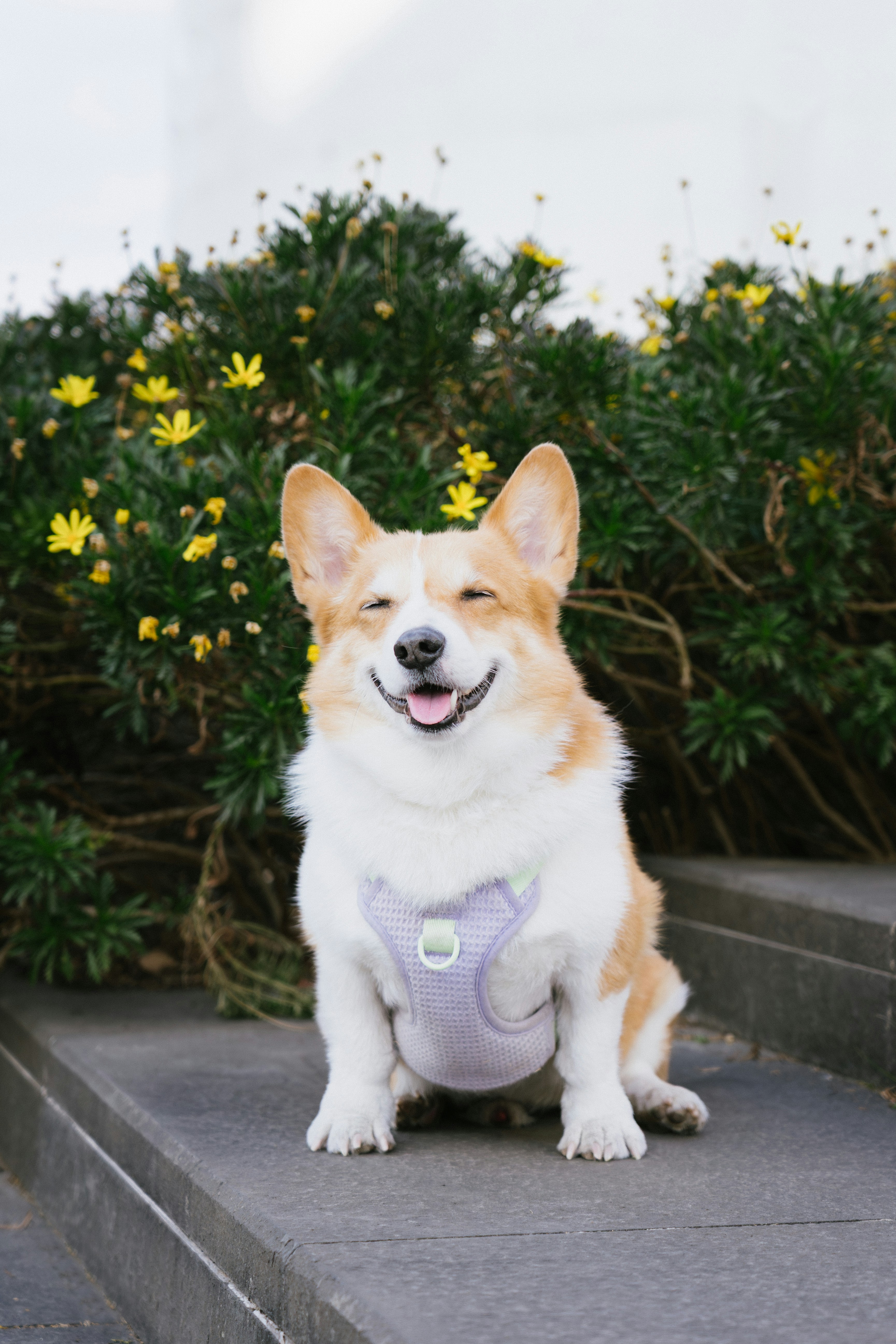 노란 꽃 앞에 행복한 코기 강아지가 앉아 있습니다.