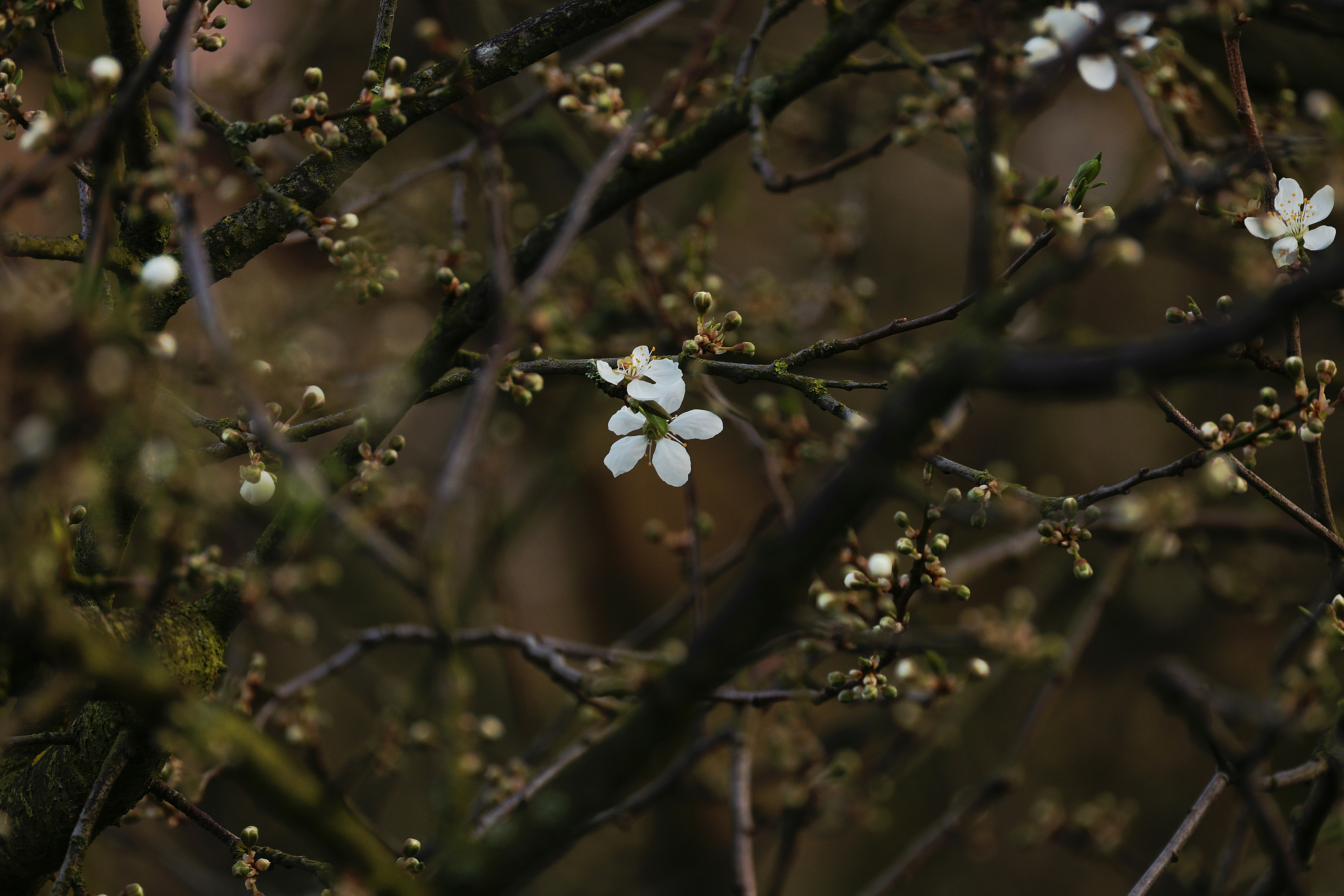 Photo by merih82