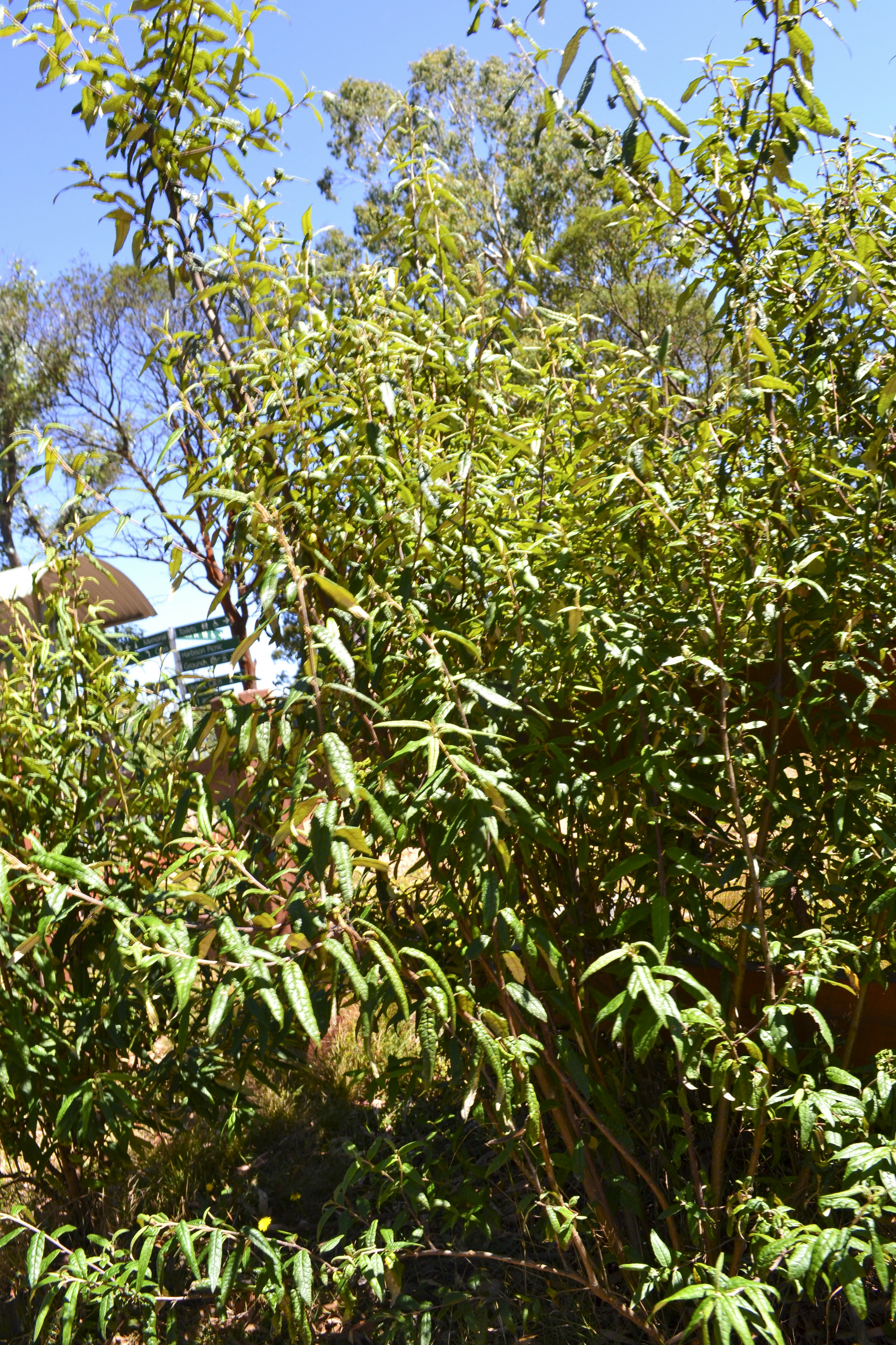 Lush green foliage of a dense bush against blue sky
