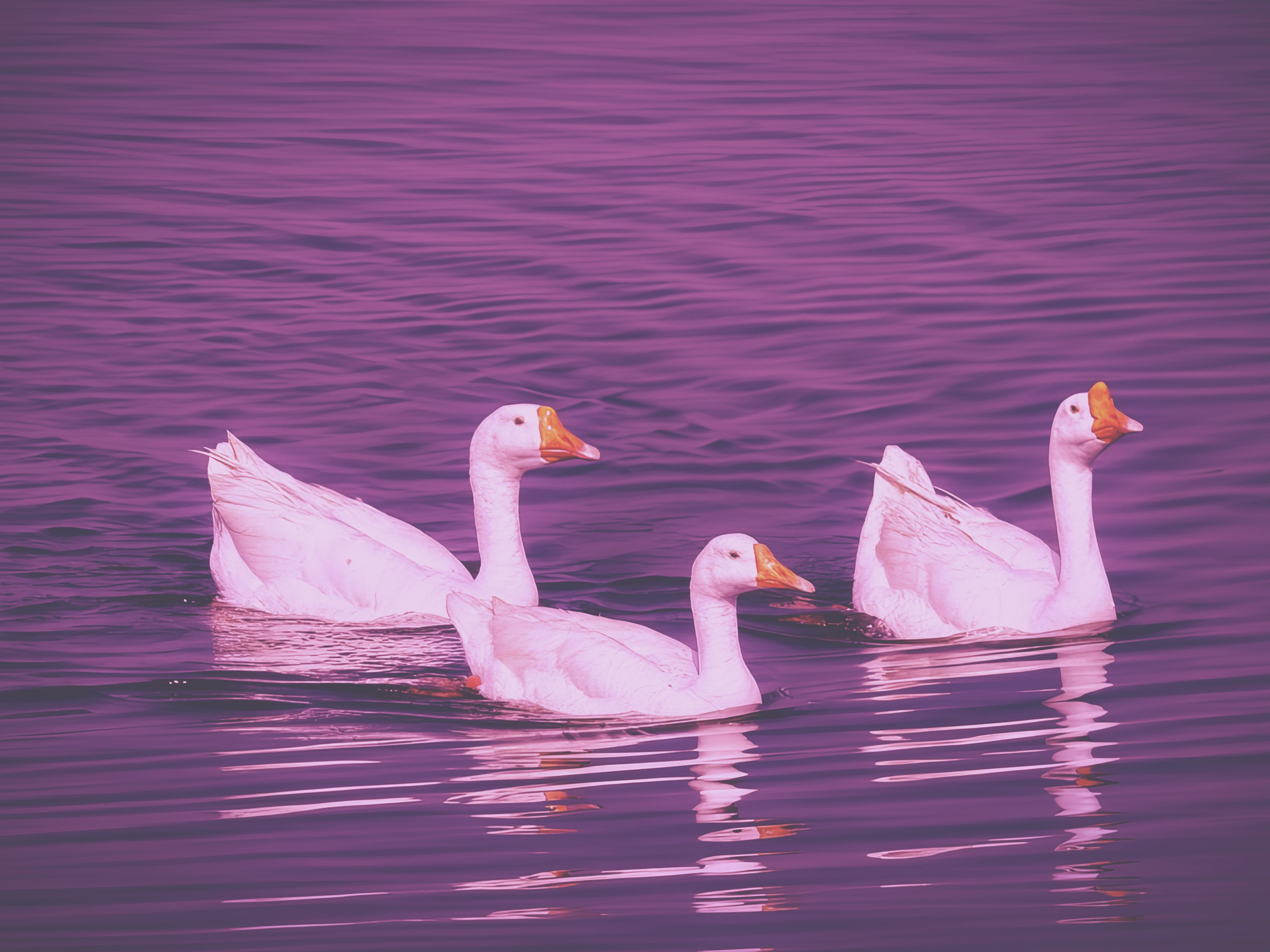 Photo by nikhilnik390