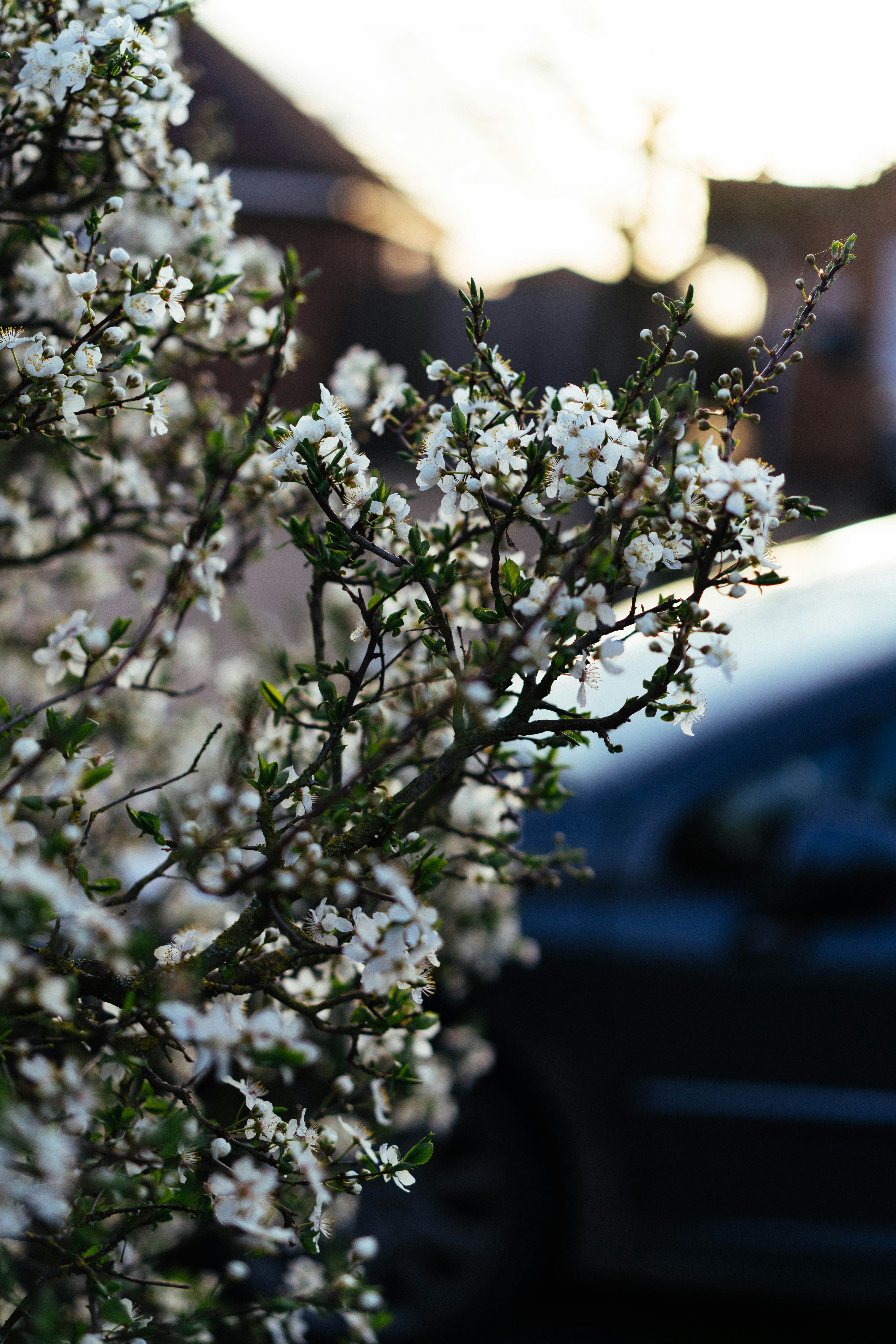 Fleurs blanches sur une branche d’arbre avec une voiture en arrière-plan
