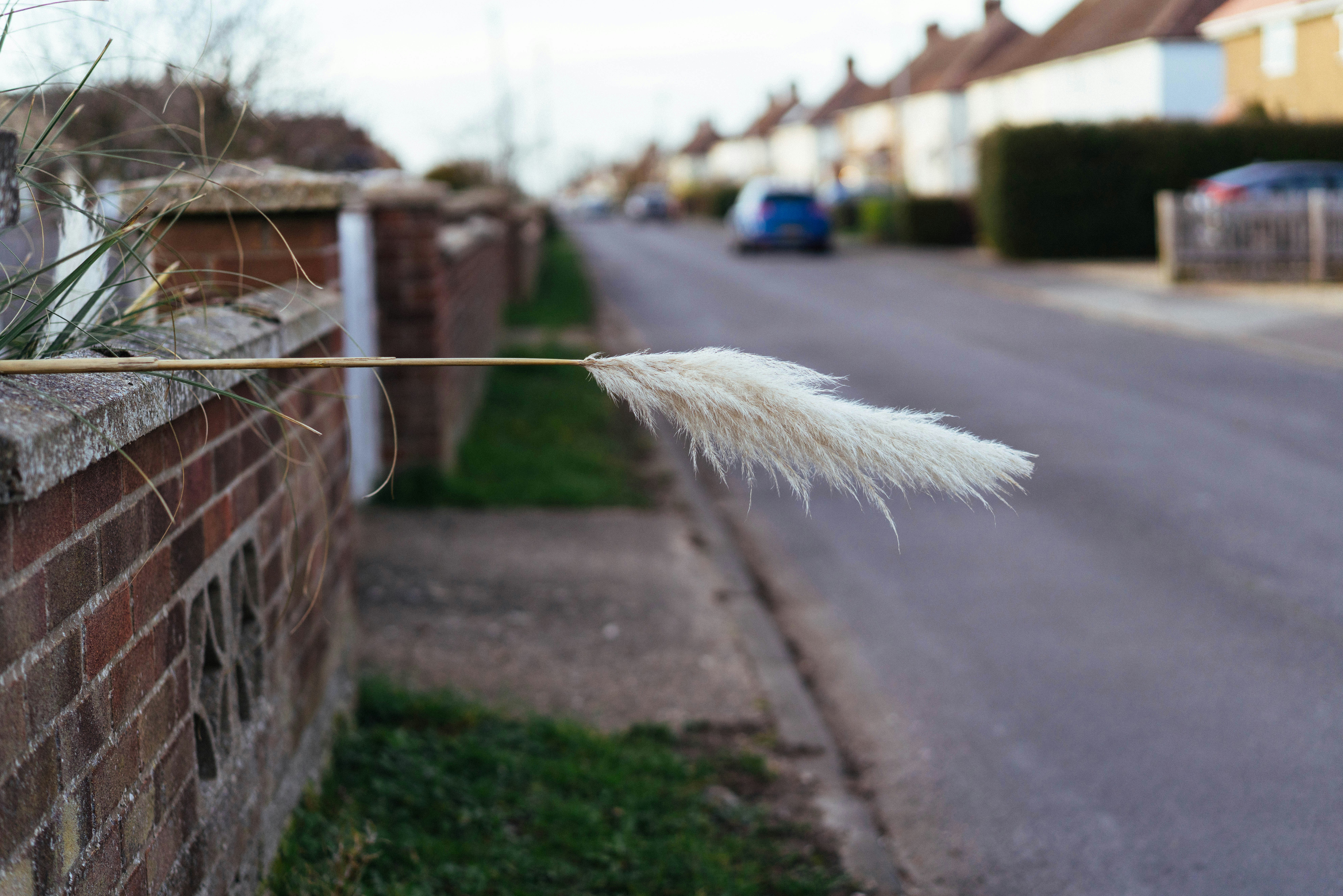 L’herbe des Pampas s’écoule sur un mur de briques et une rue.