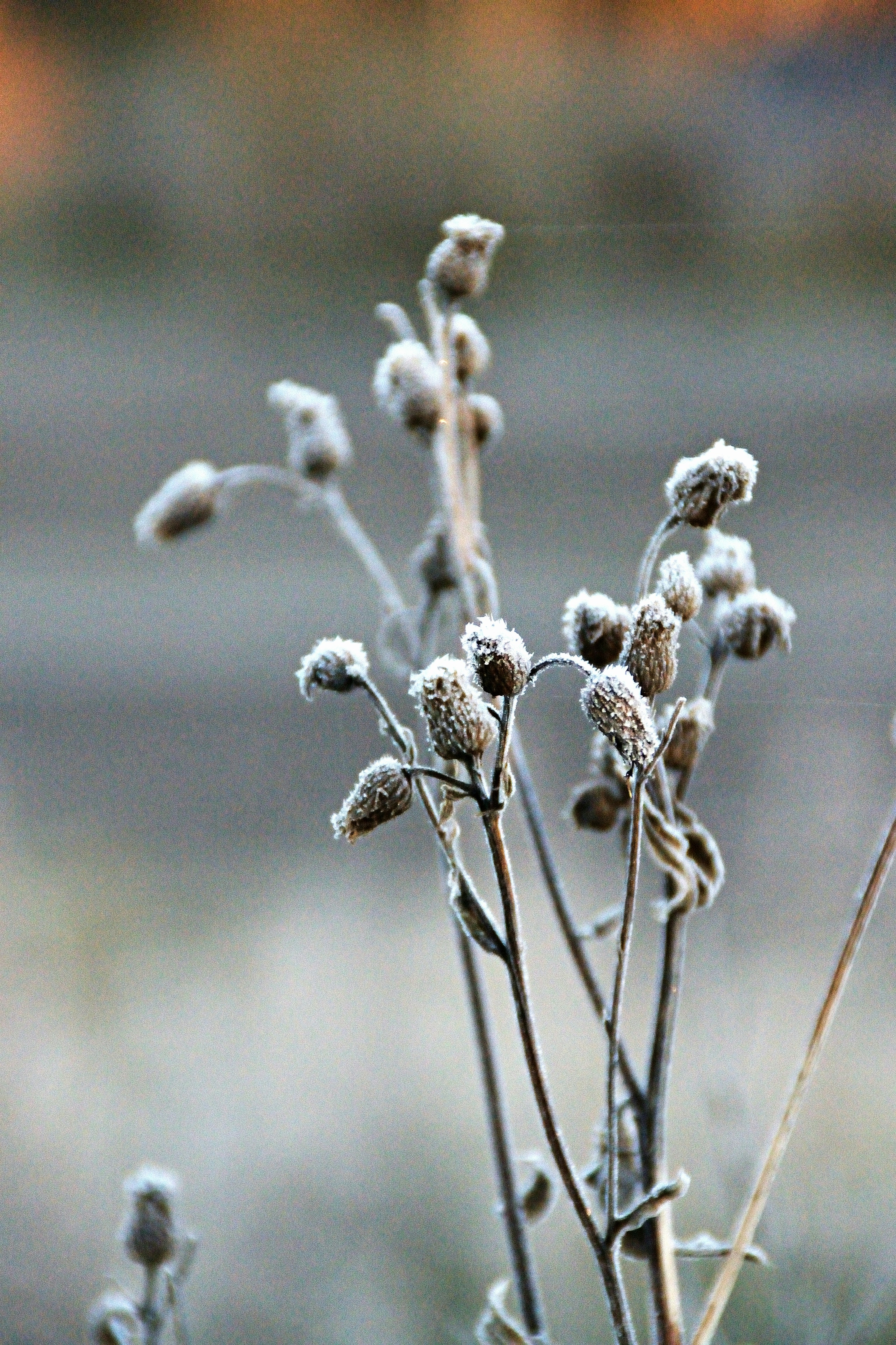 Photo by psilocybe53