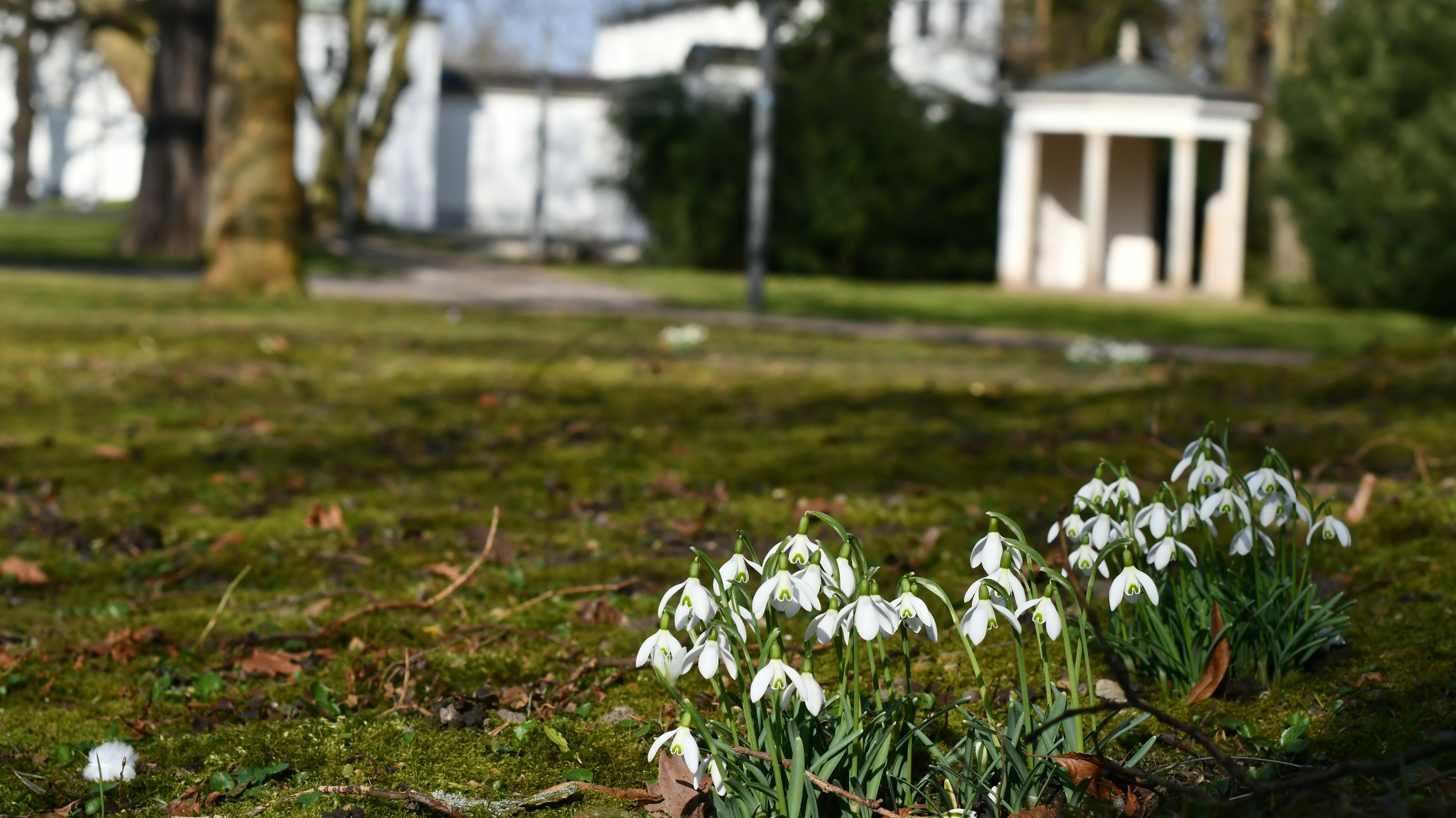 Snowdrops blooming in a grassy park with buildings.