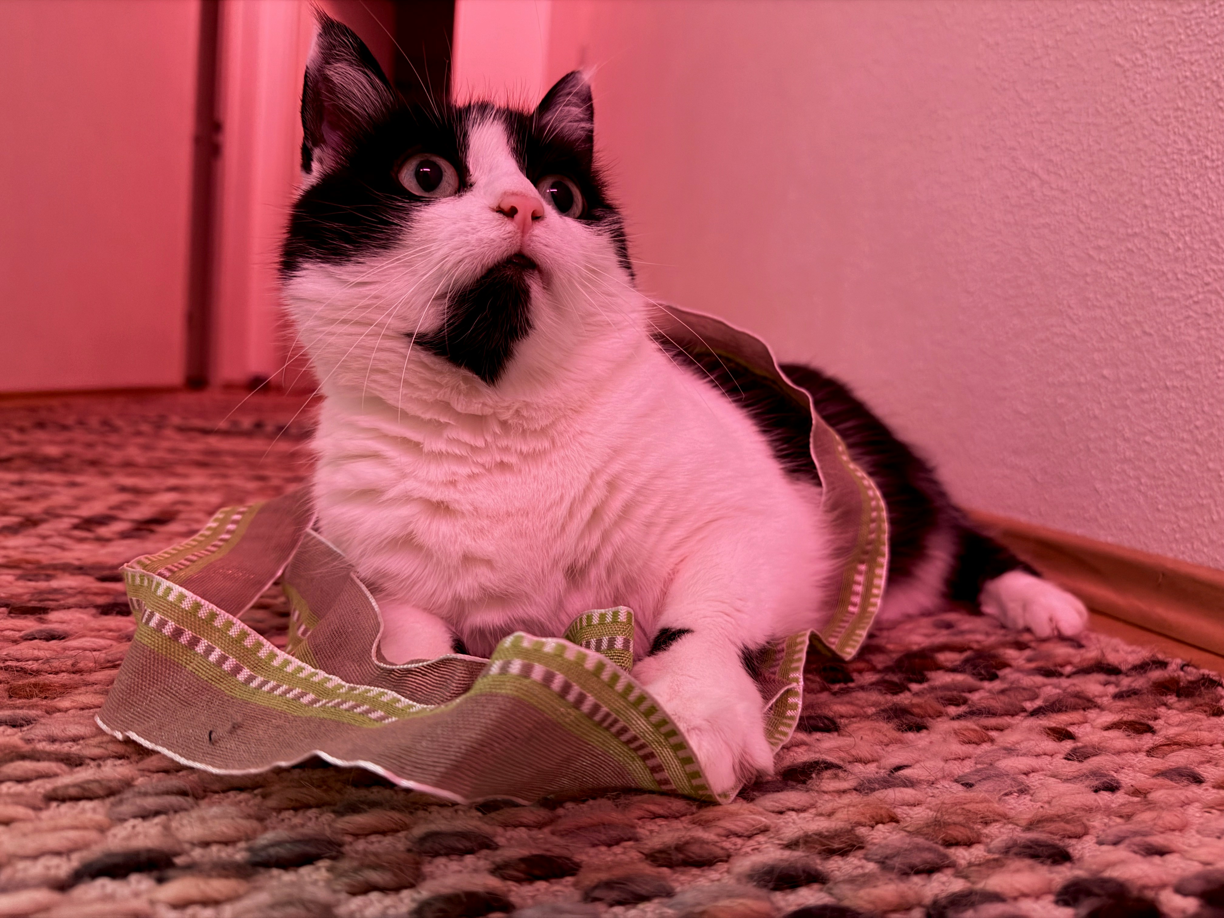 Best Battery Operated Cat Toys Complete Buying Guide