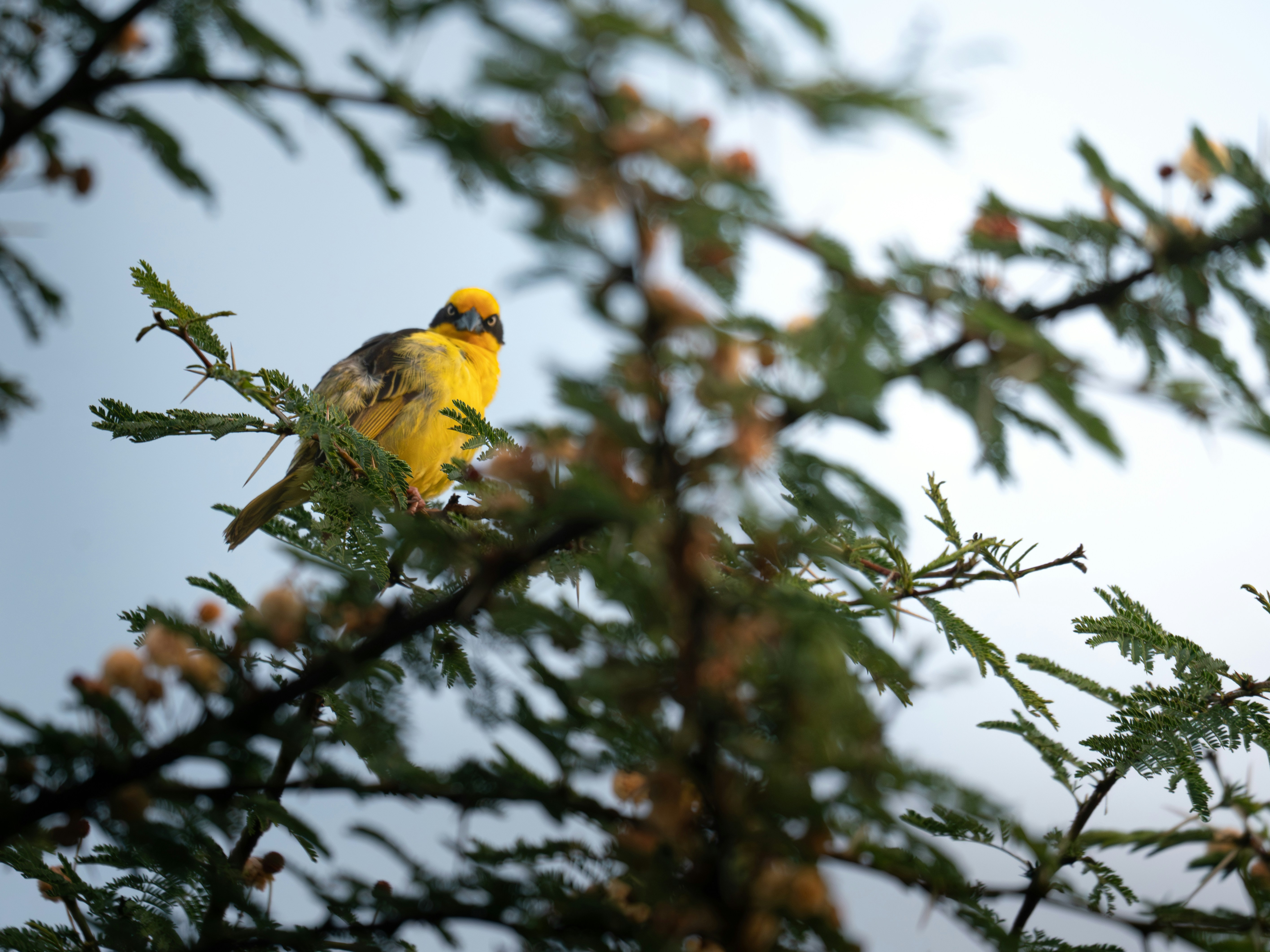 Photo by hosay_halapeno07