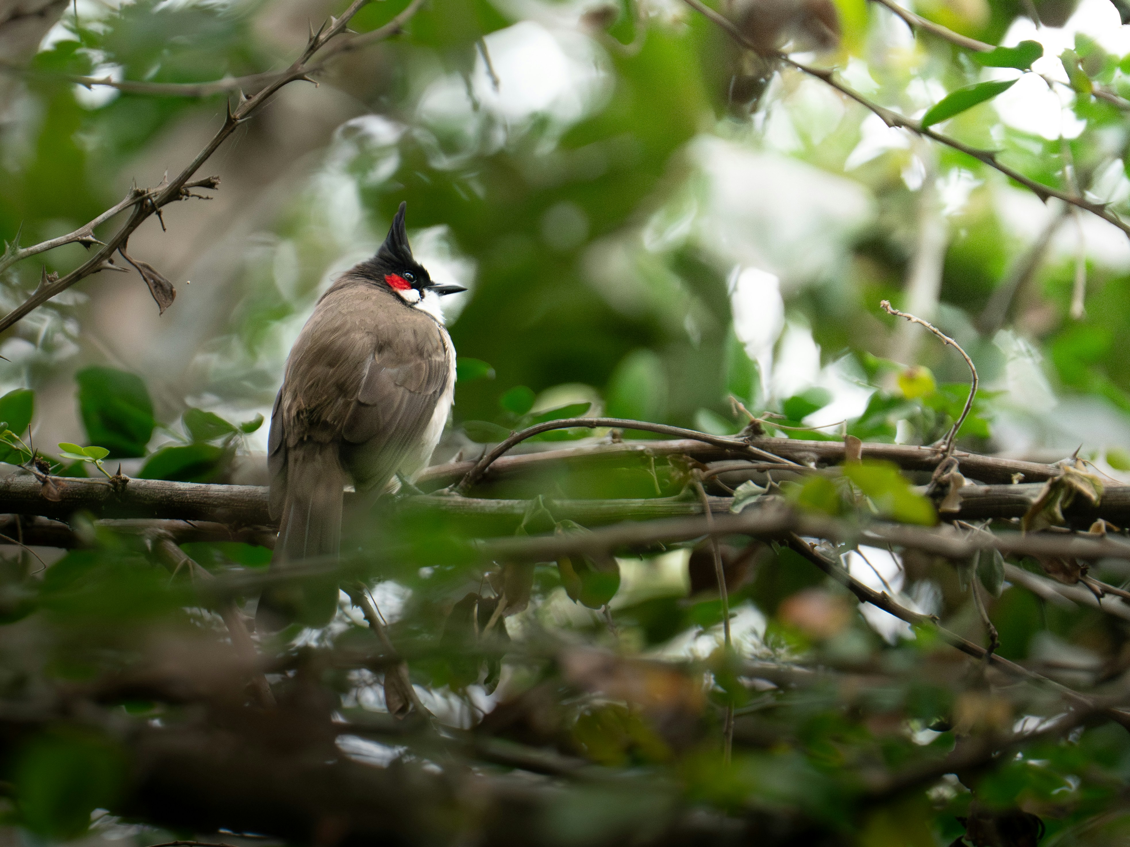 Photo by hosay_halapeno07