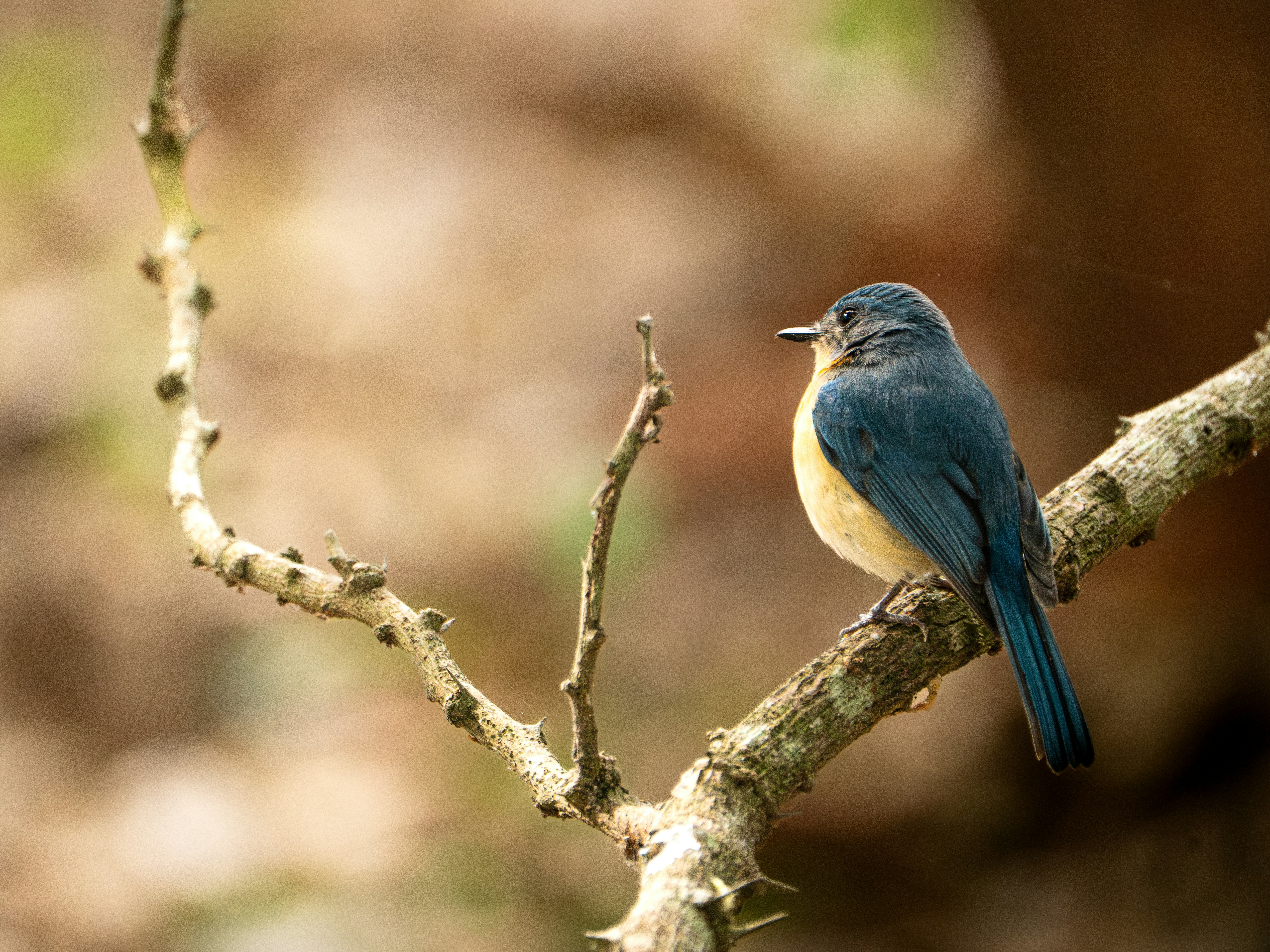 Photo by hosay_halapeno07