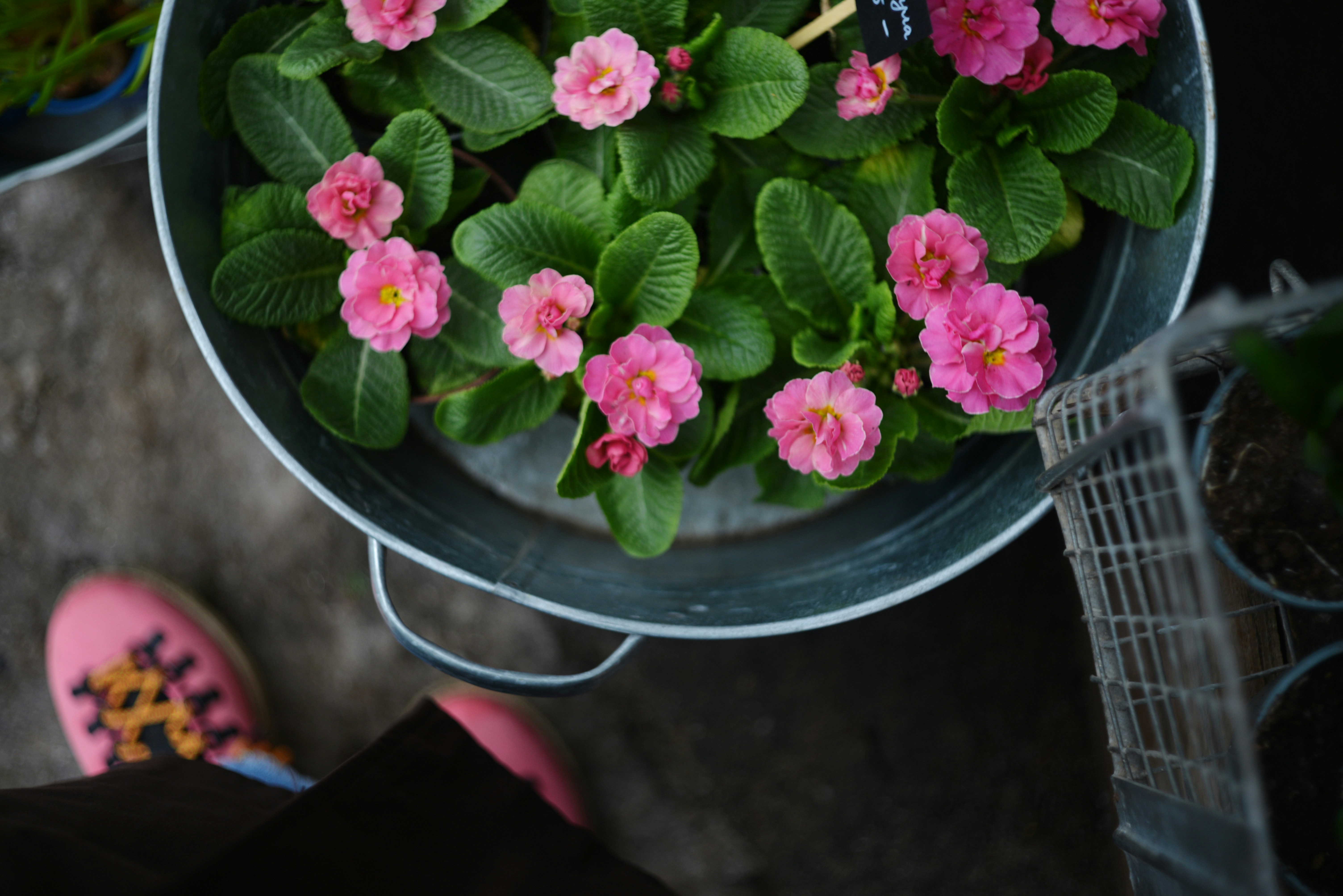 A bucket of pink primrose flowers with green leaves.