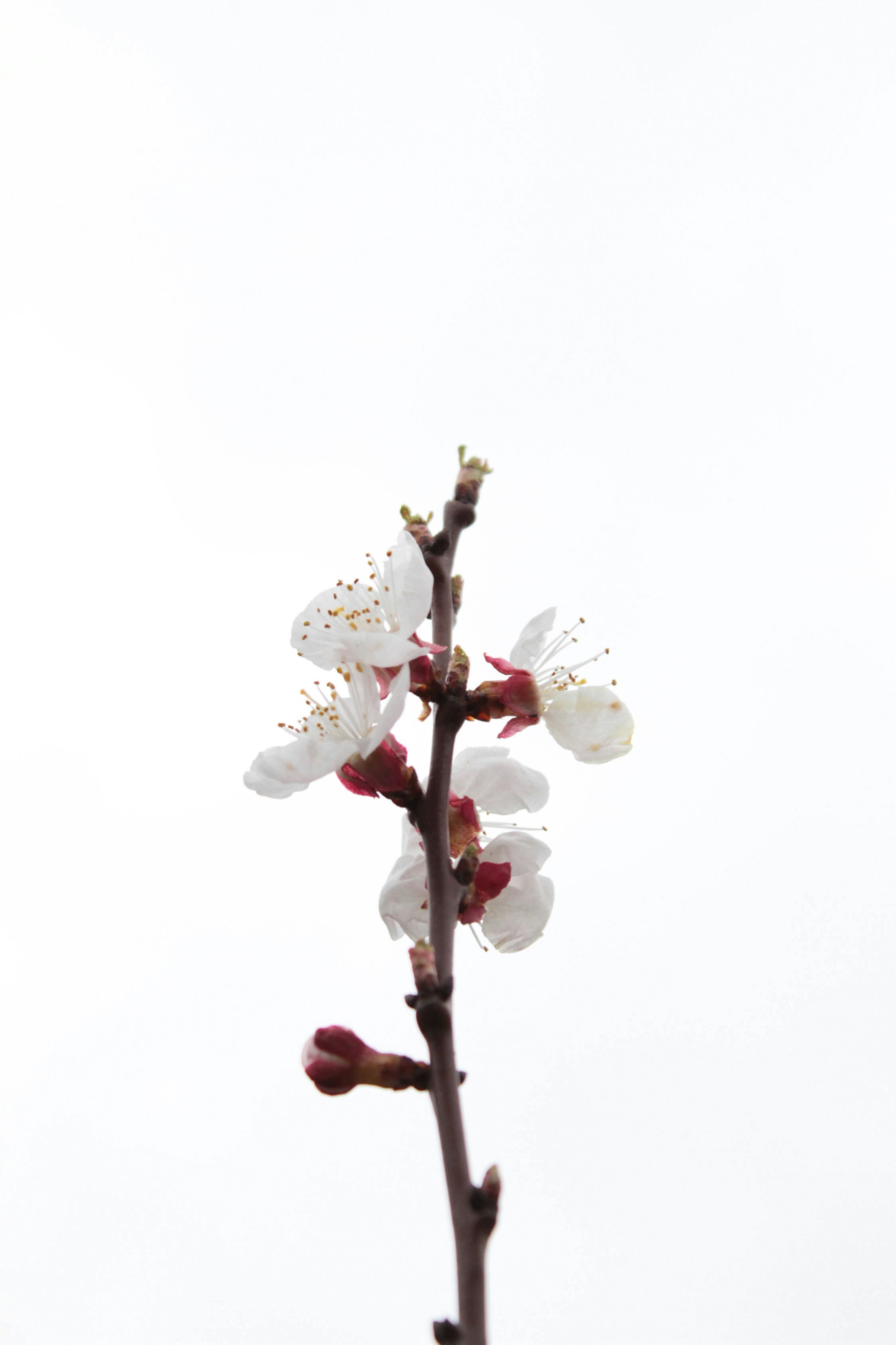 Photo by dmytrodovgan