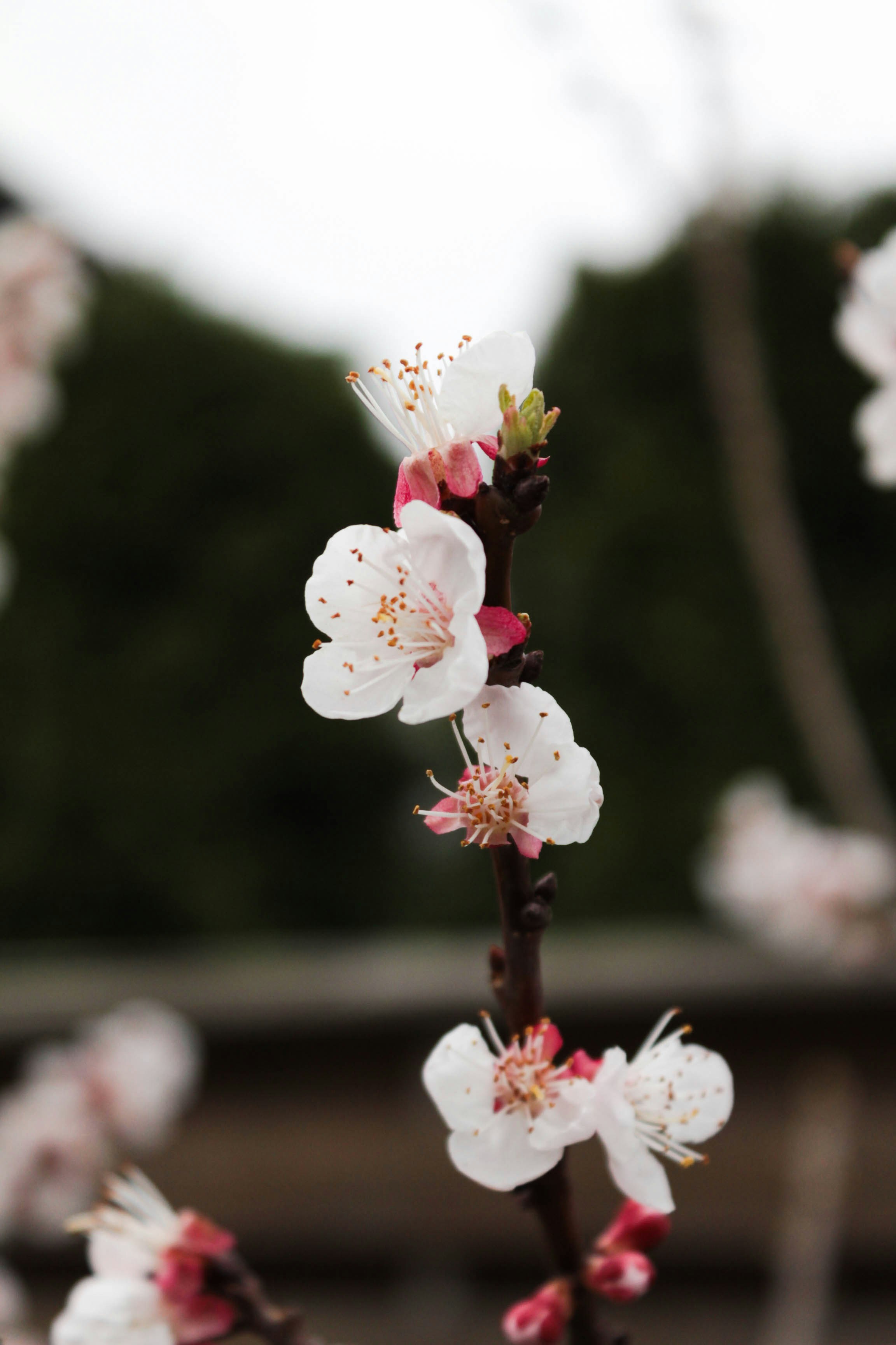 Photo by dmytrodovgan