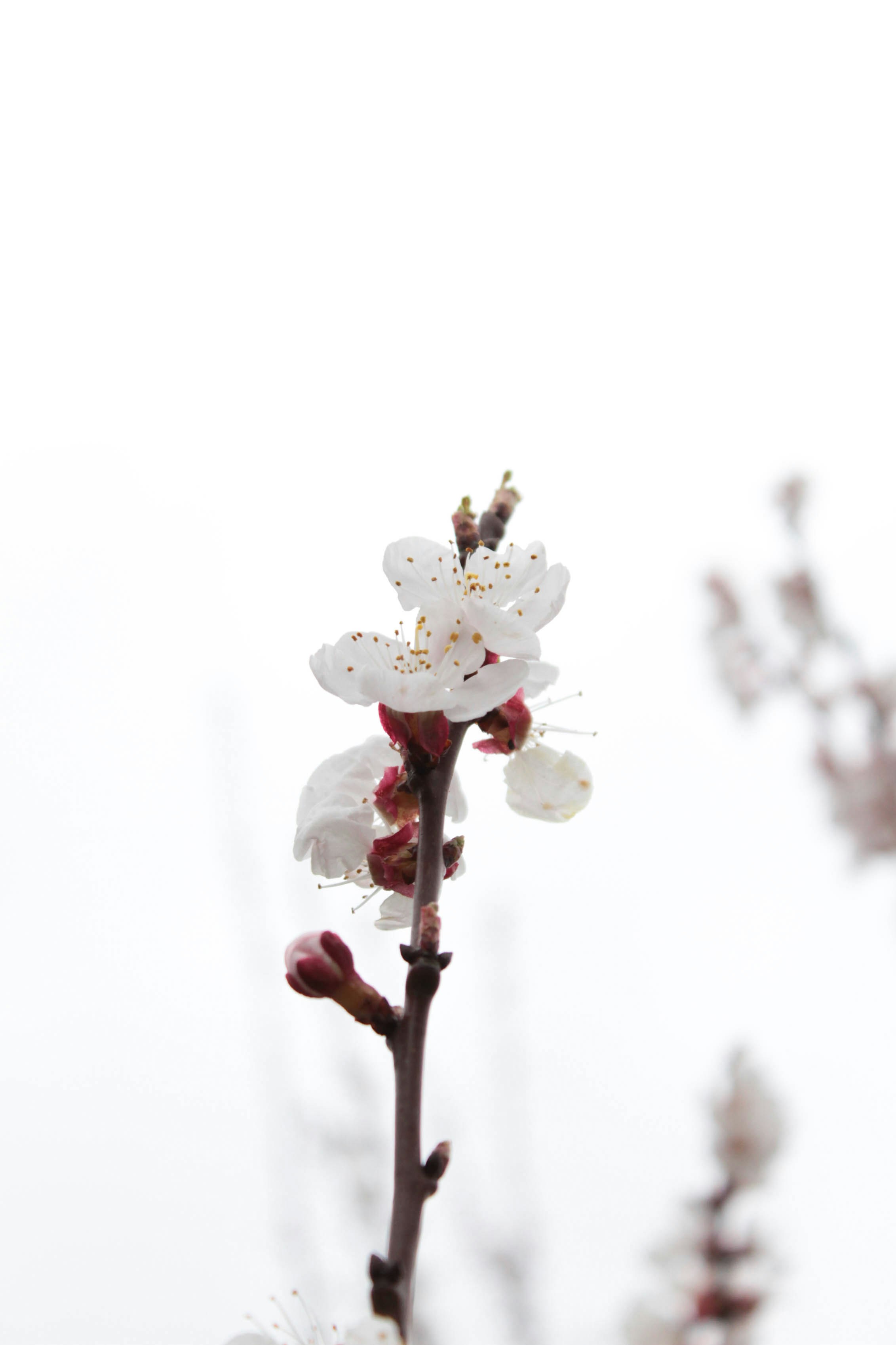 Zarte weiße Kirschblüten an einem Ast