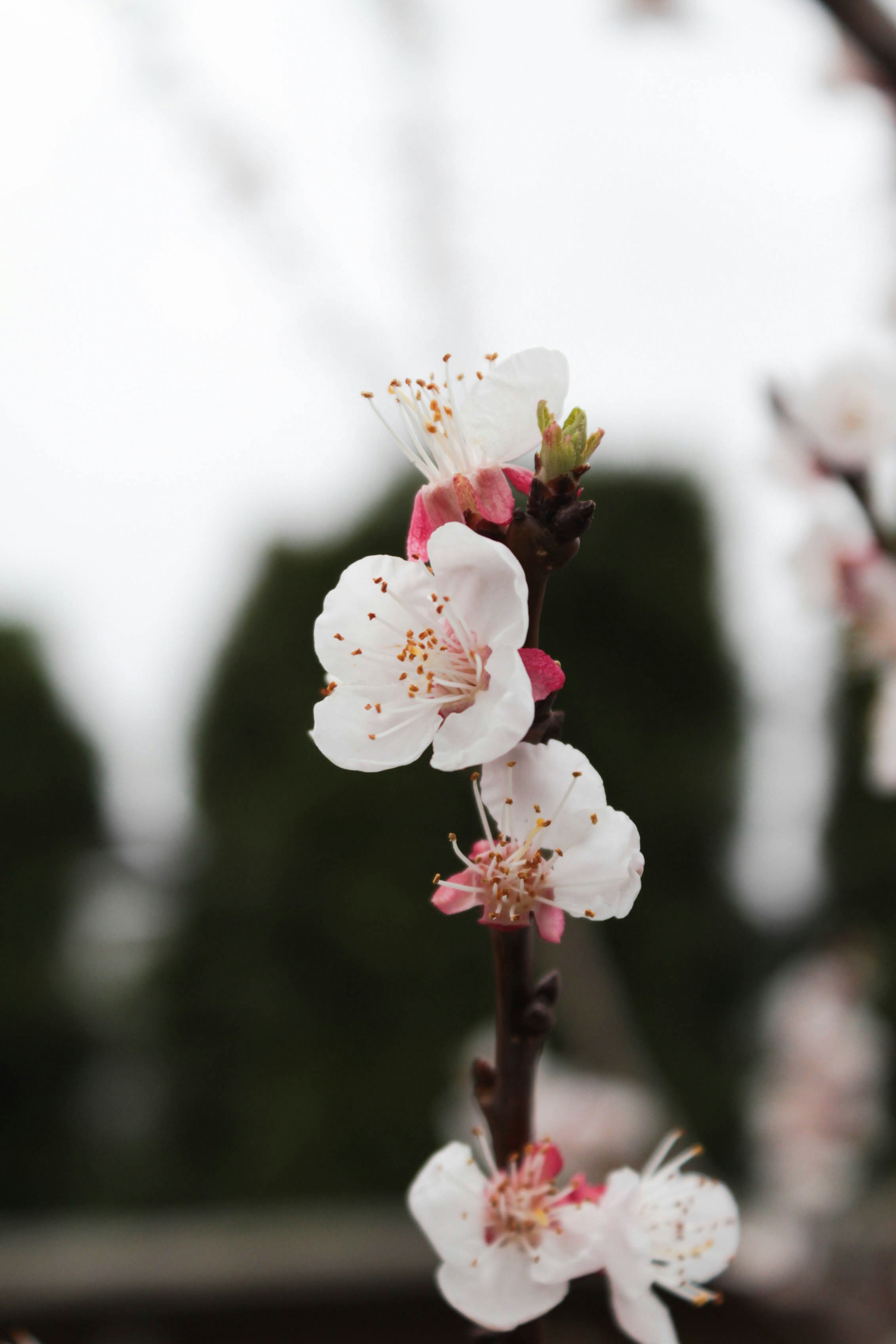 Photo by dmytrodovgan