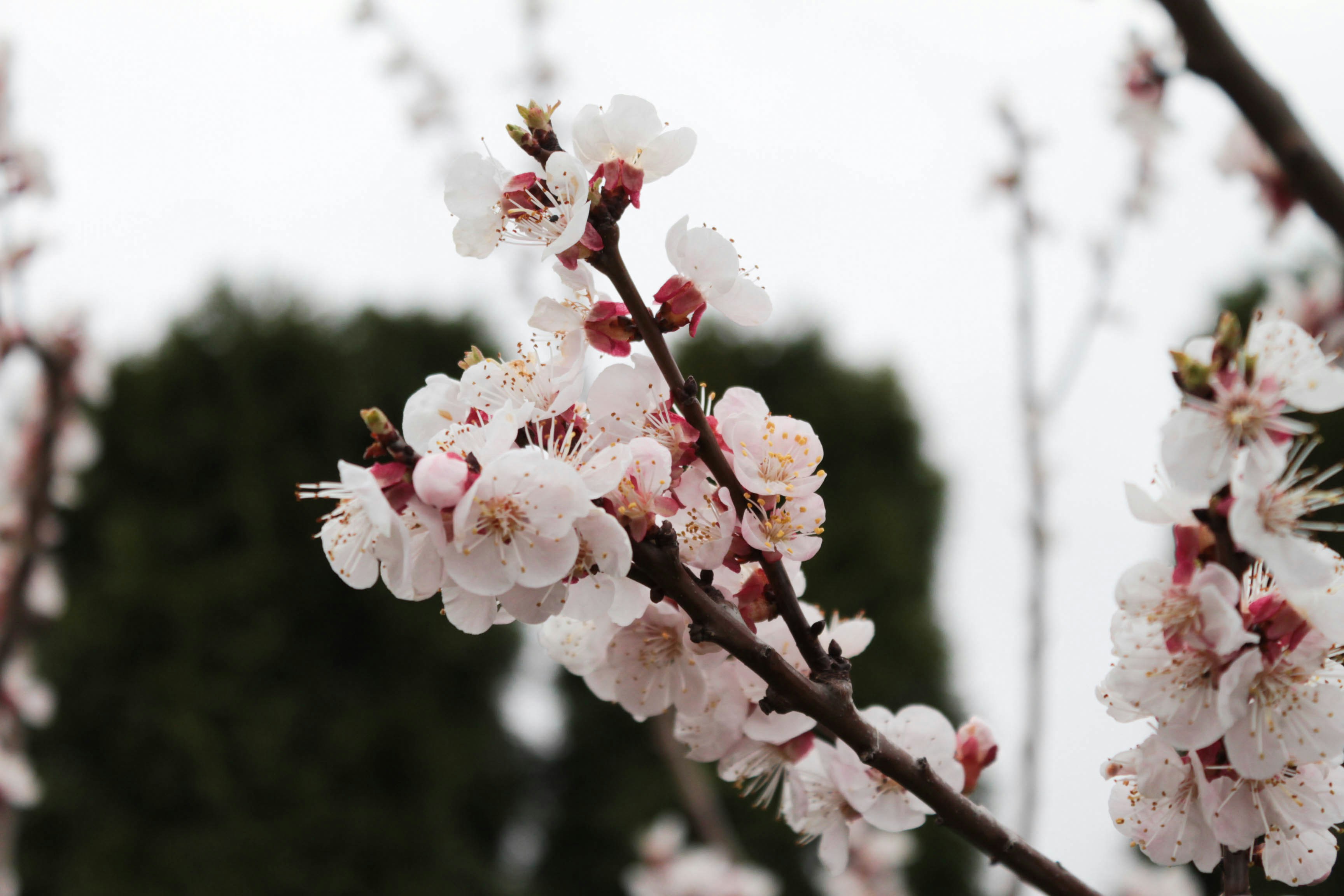 Zarte rosa Kirschblüten auf einem Ast.