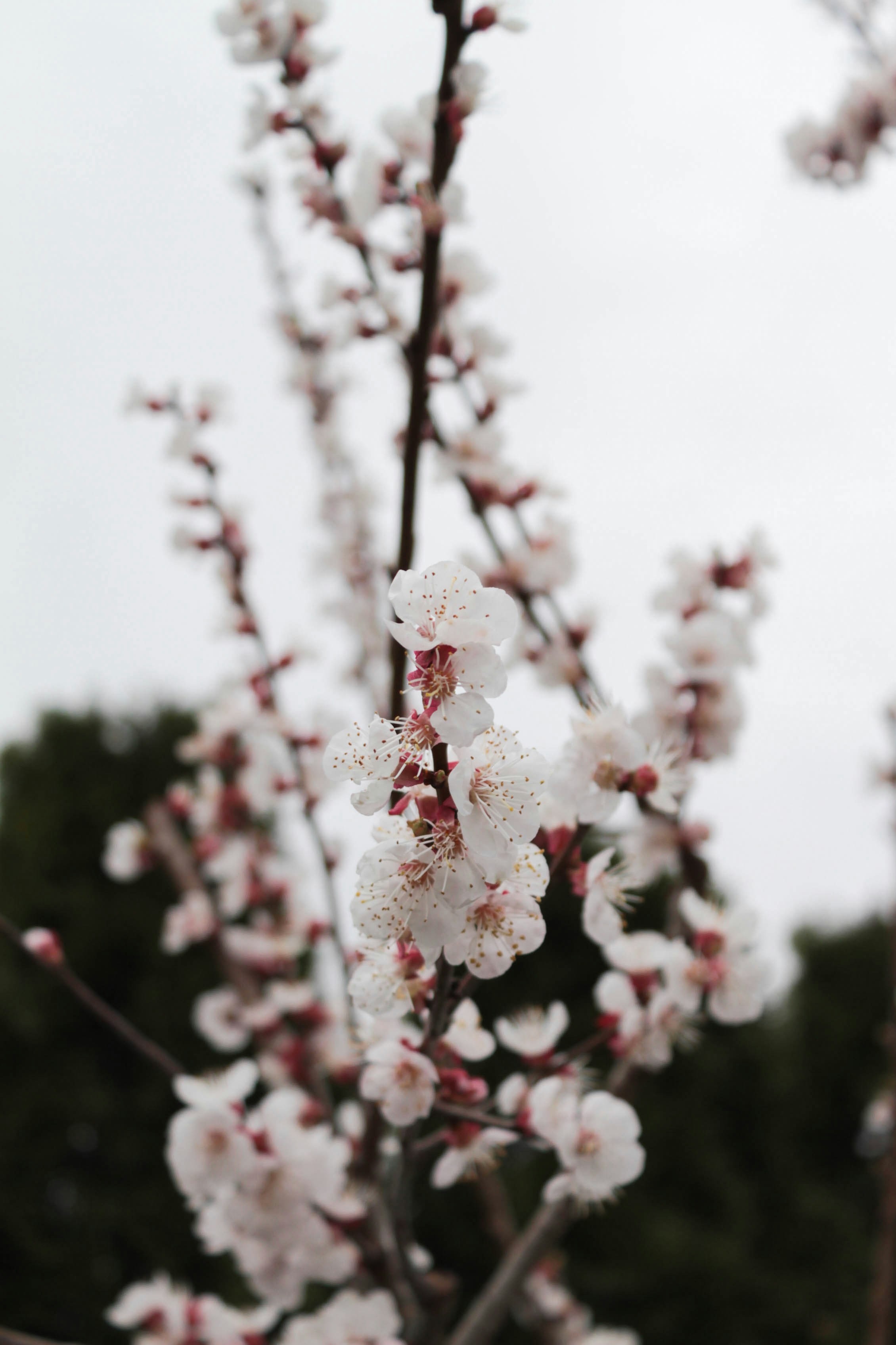 Zarte weiße Blüten auf einem Ast
