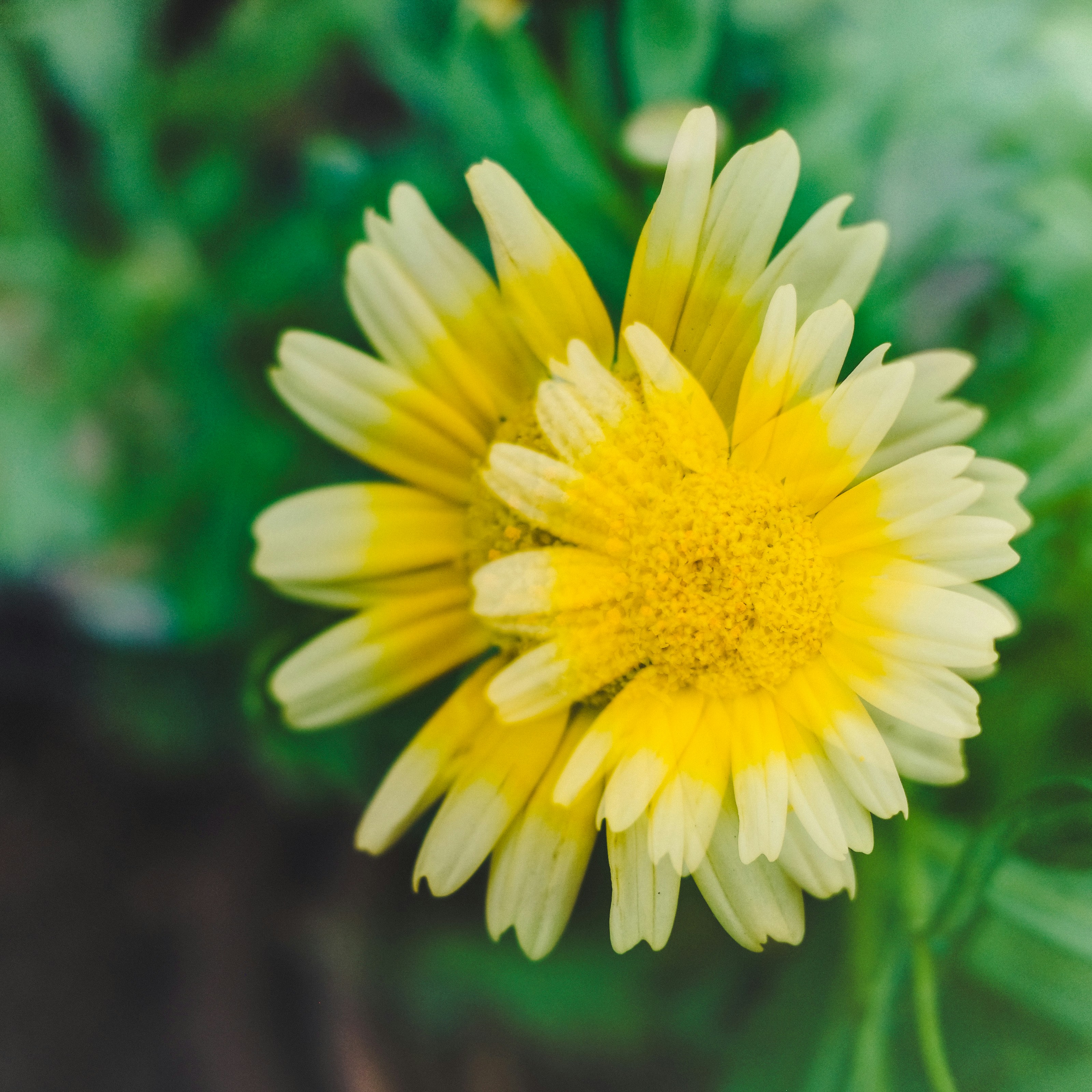 Photo by dickenslin76