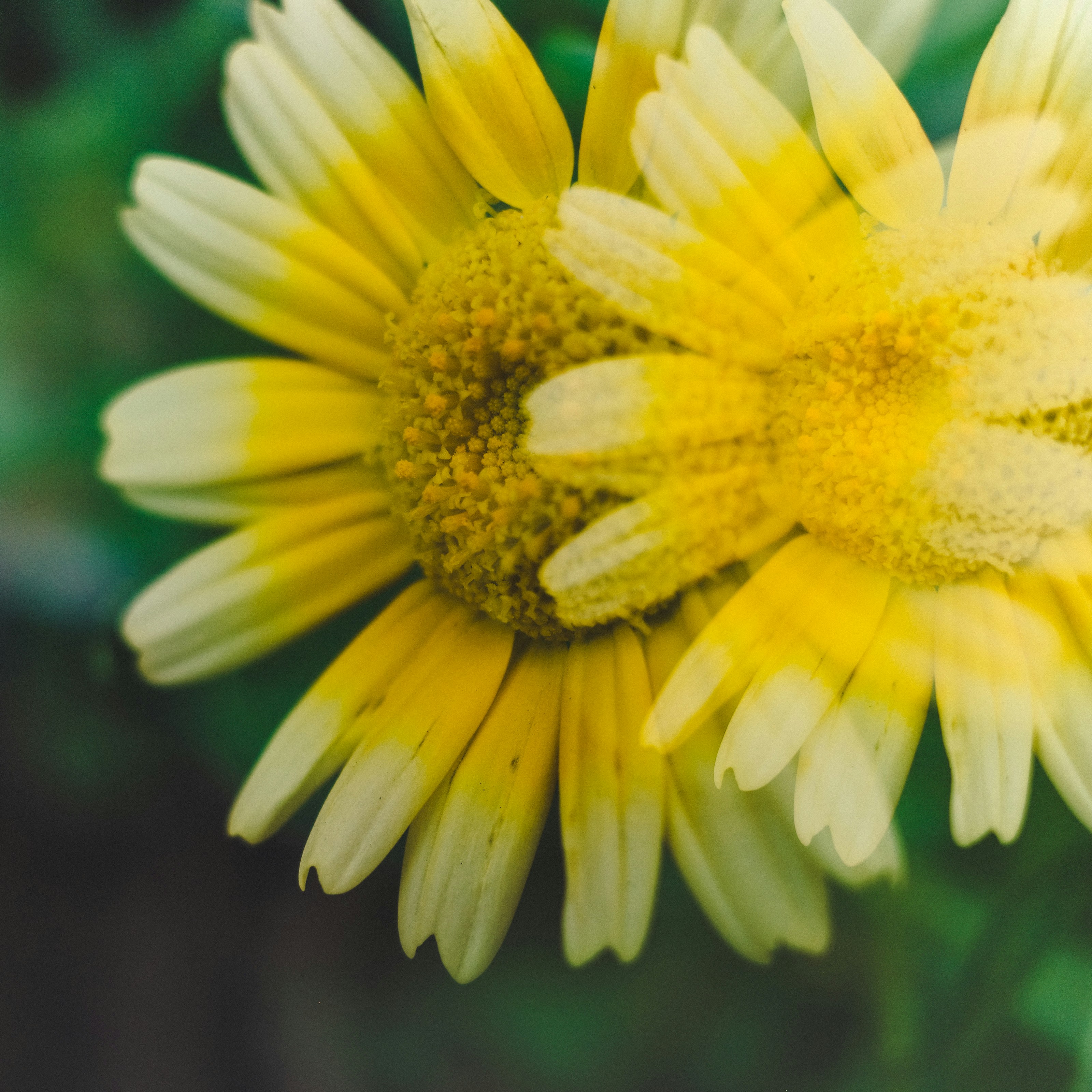 Photo by dickenslin76