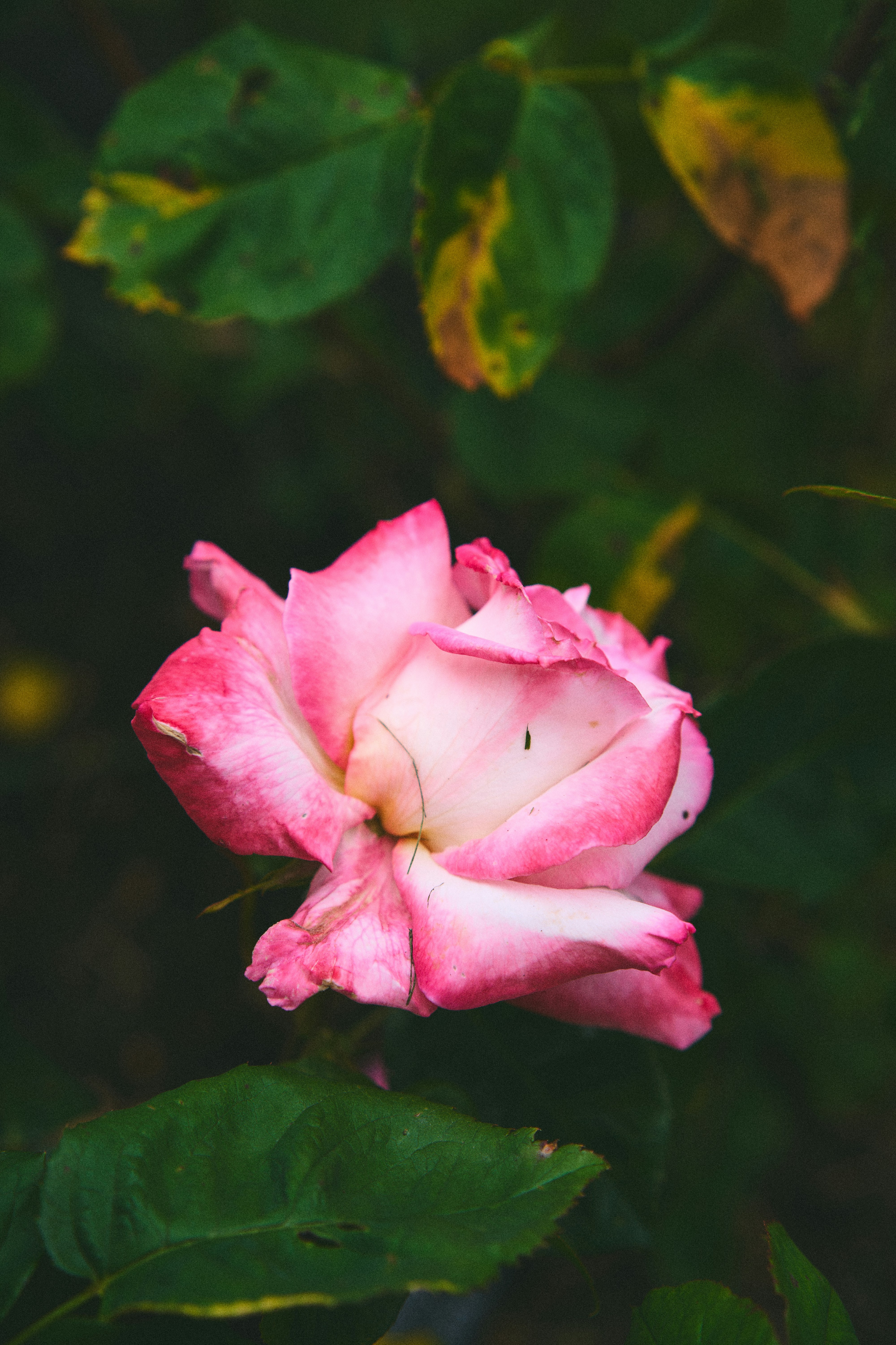 Photo by landonstefanski