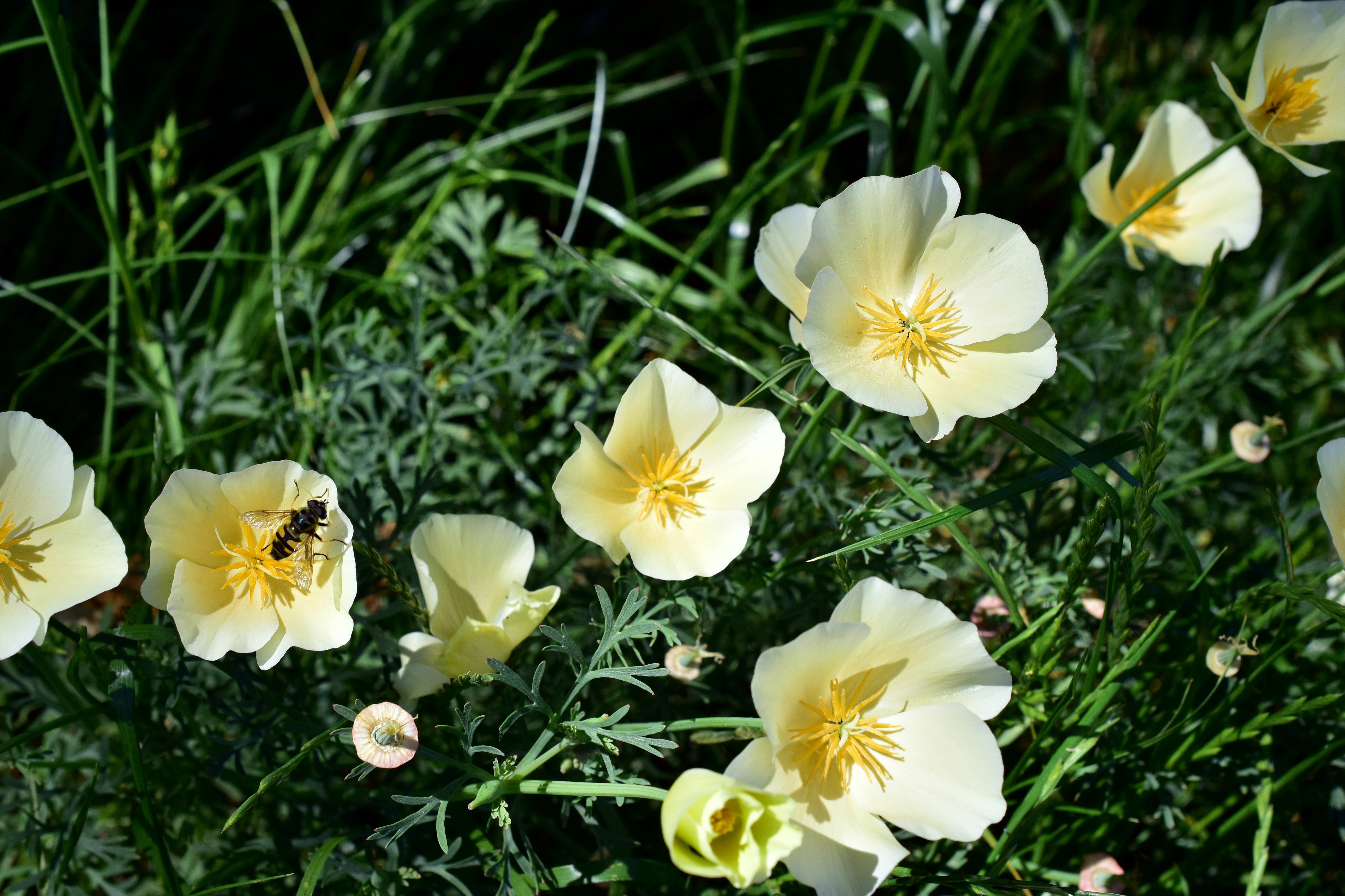 Pale yellow california poppies bloom amongst green foliage.