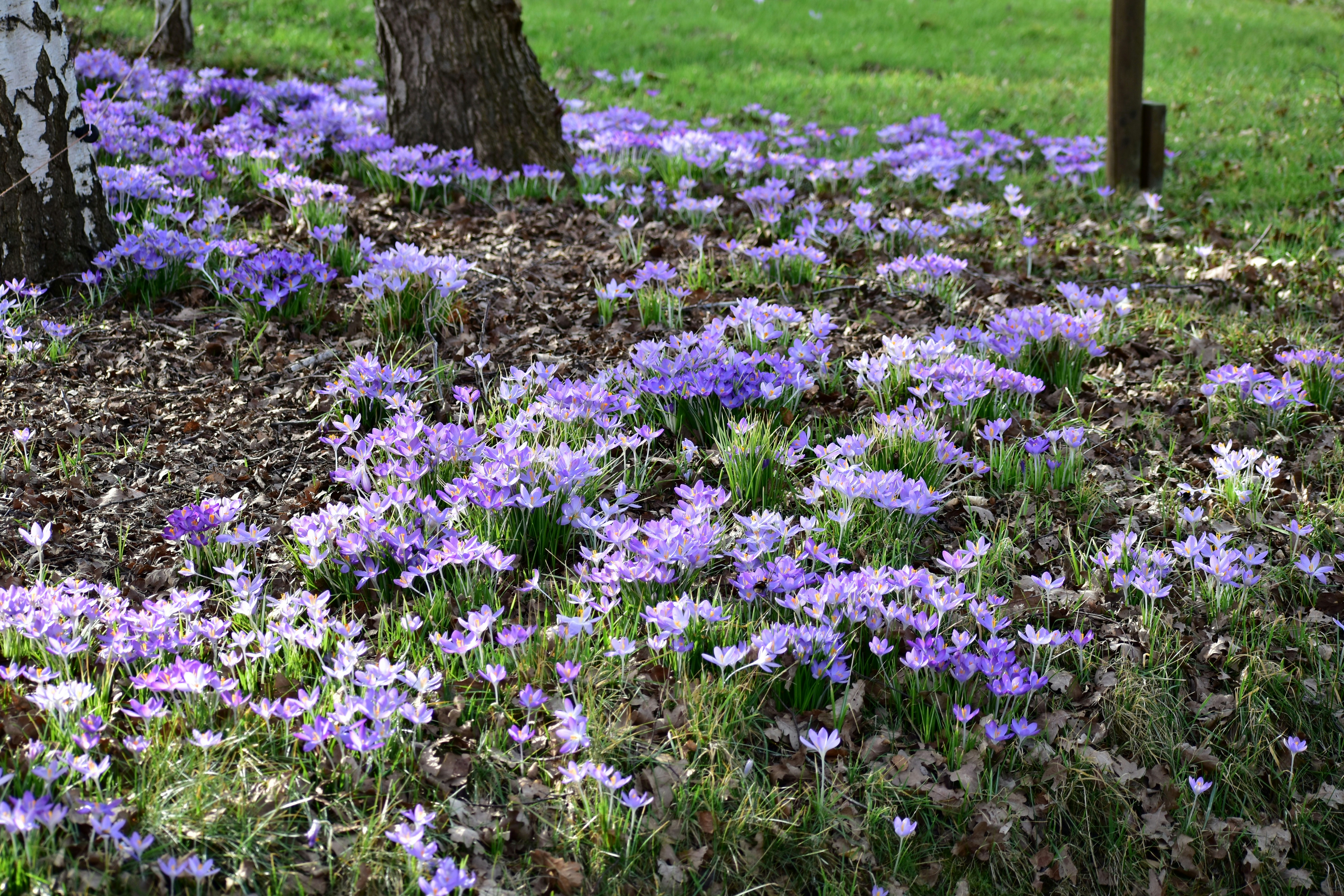 Field of purple crocuses blooming near tree trunks.
