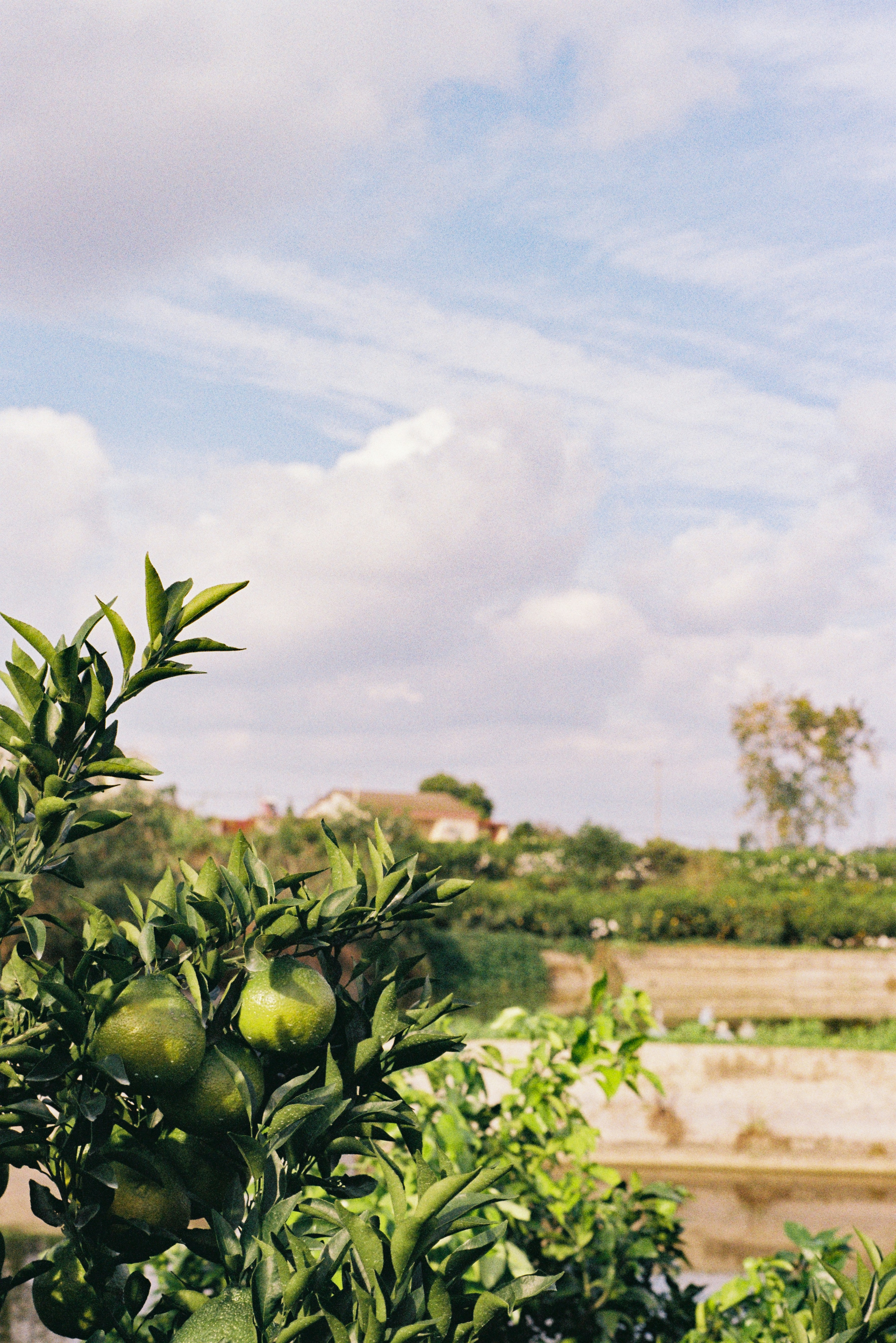 Arancioni verdi pendono da un albero sotto un cielo nuvoloso.