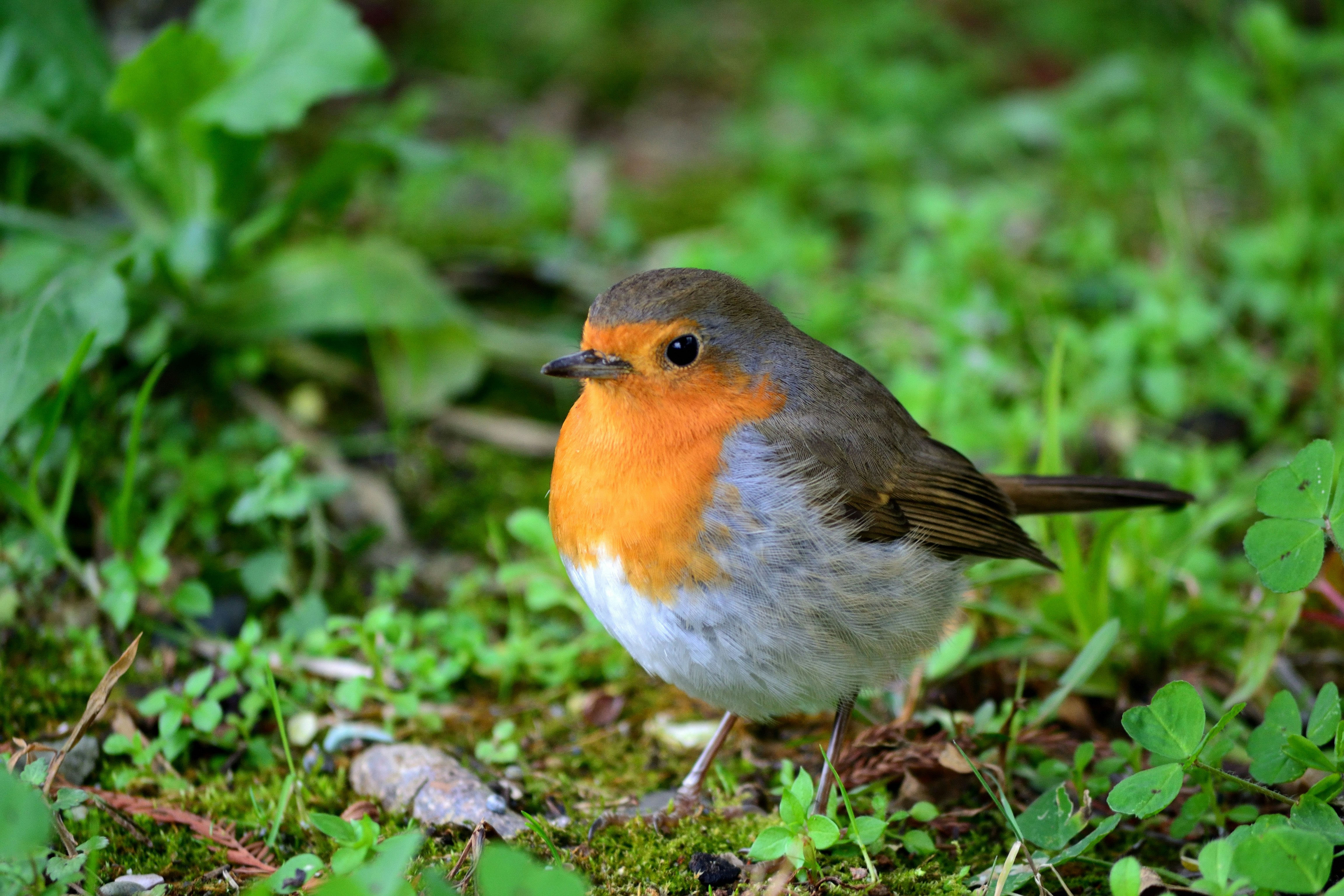 Photo by pborodenkov