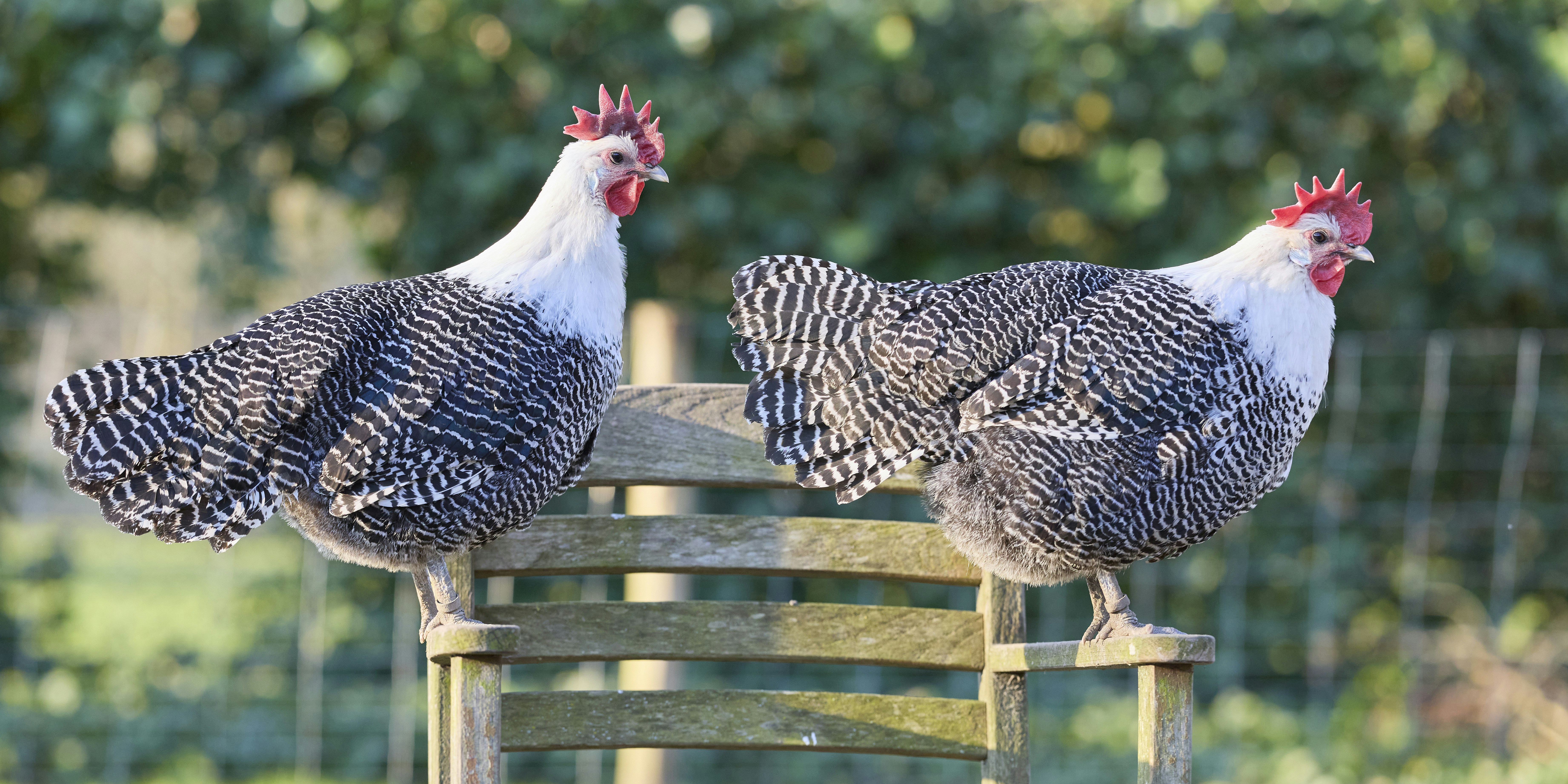 Photo by erwinbosman