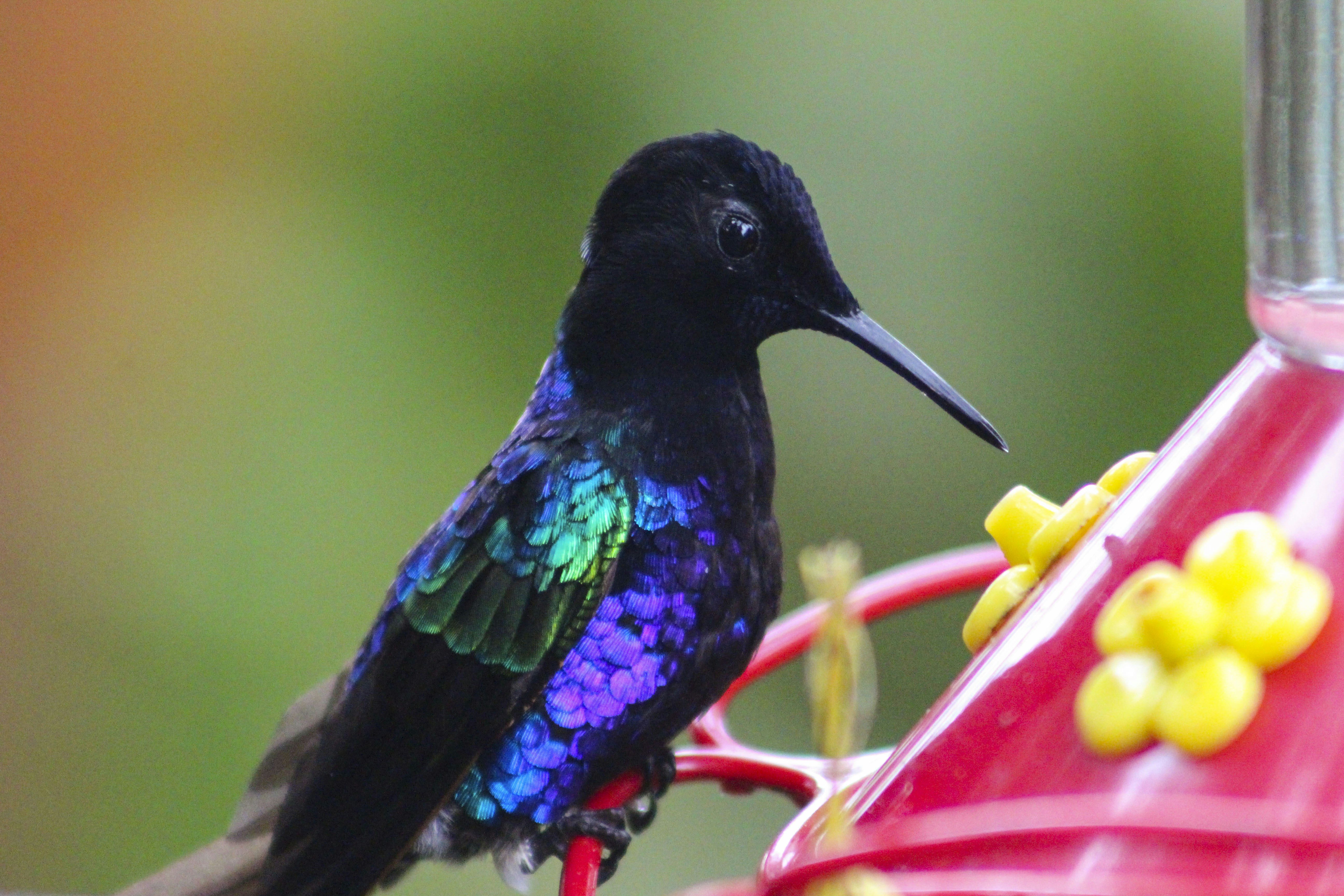 A black hummingbird with iridescent feathers at a feeder