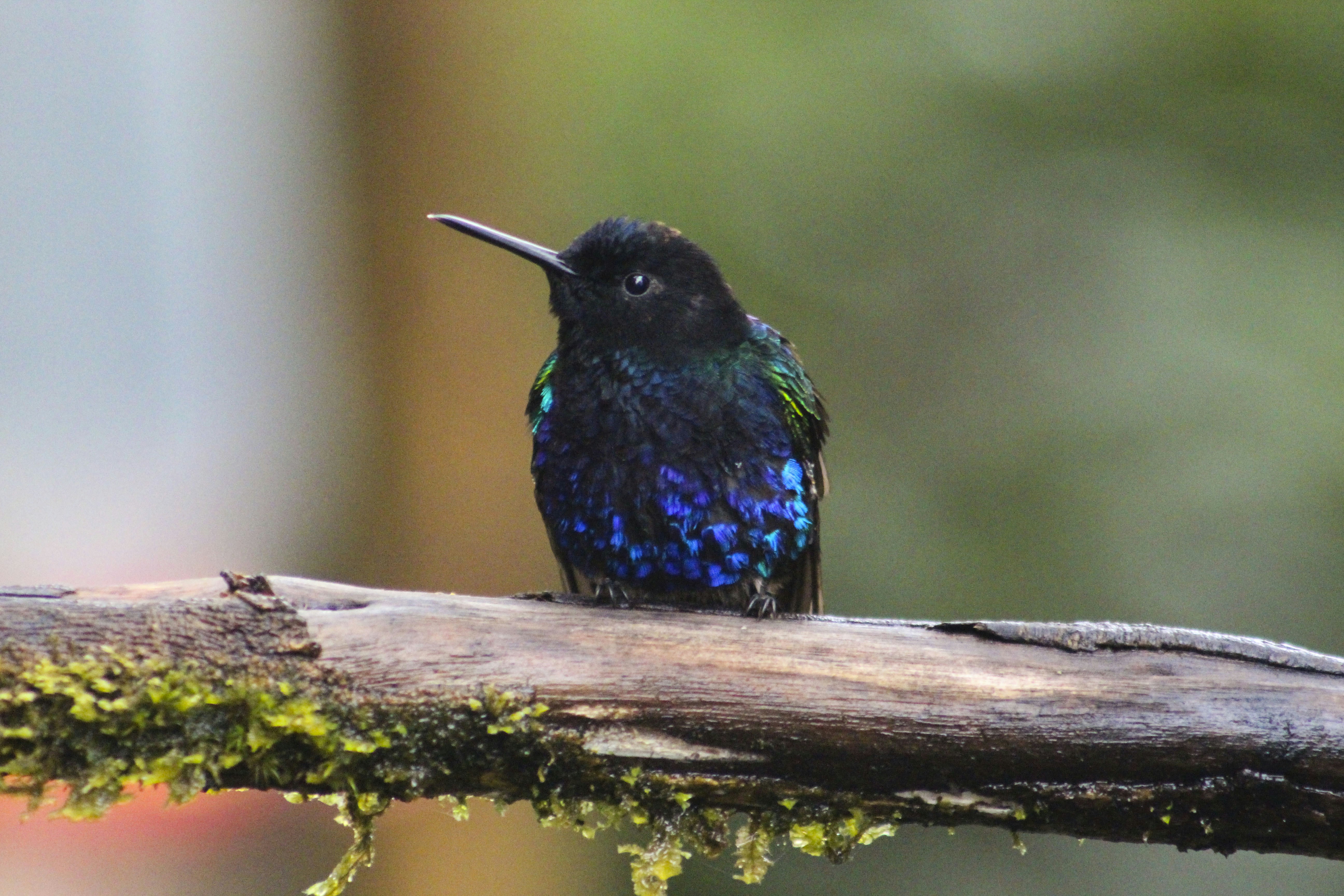 A black hummingbird with iridescent blue and green feathers.