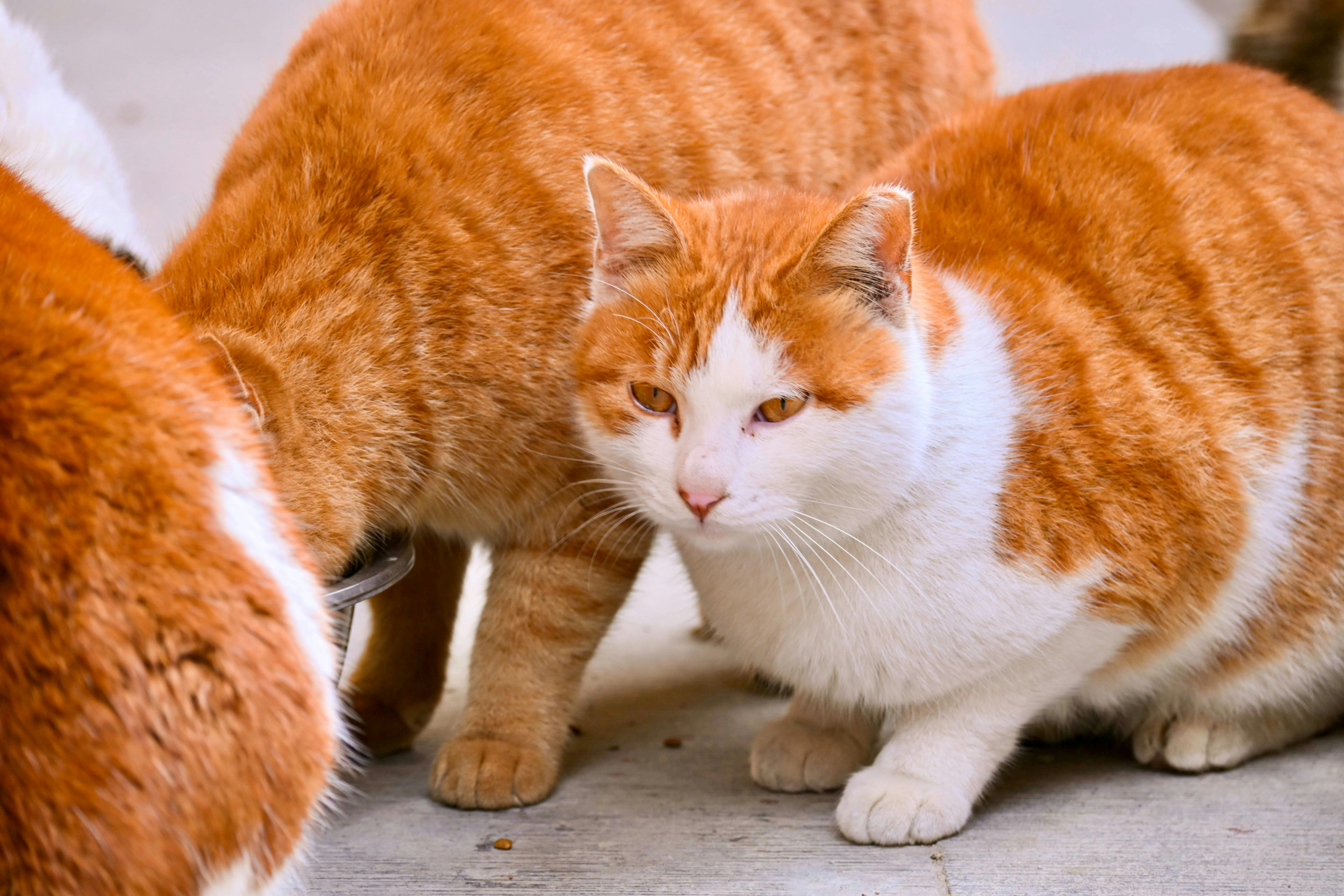 Three orange and white cats gathered together.