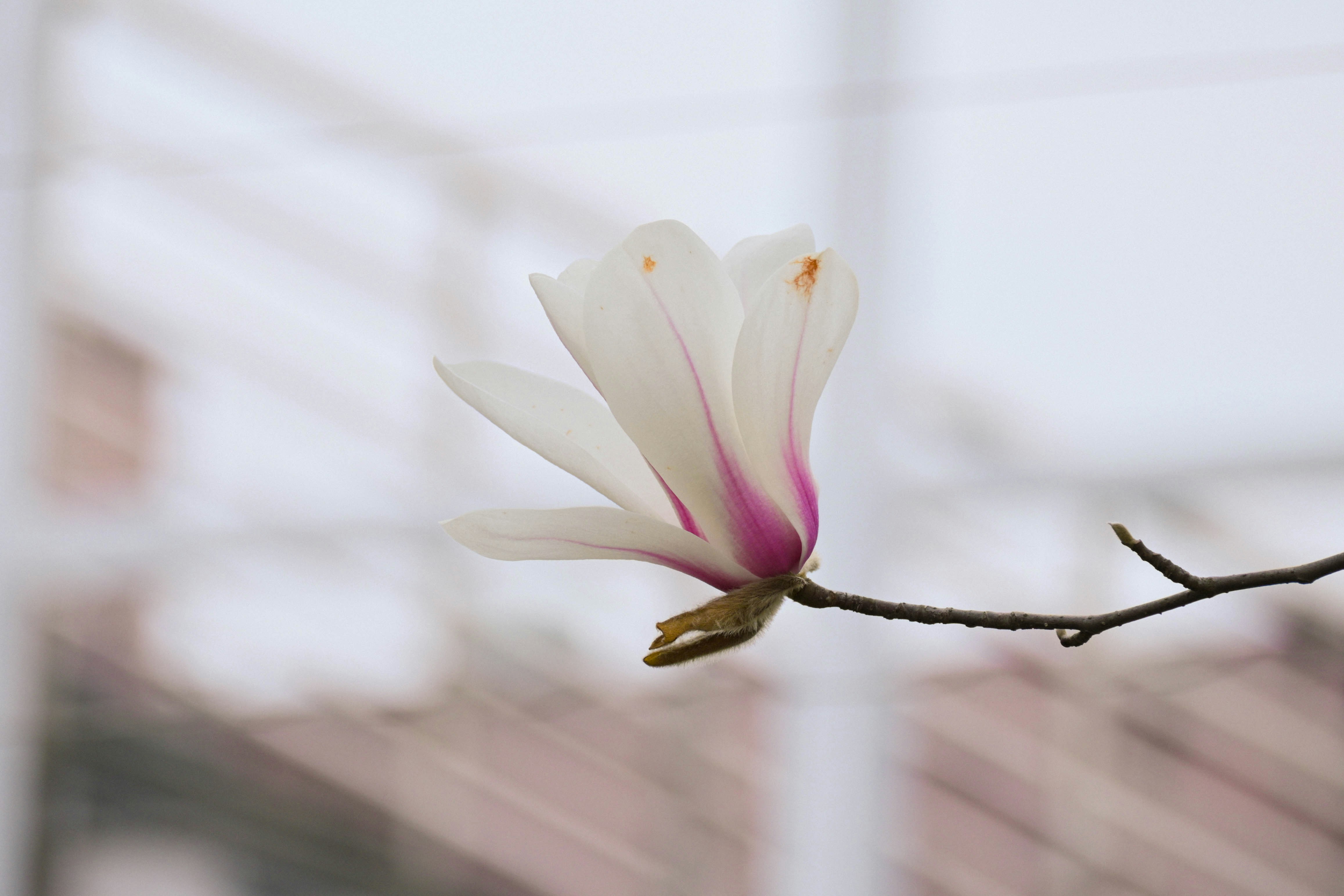 A single white magnolia flower with pink accents.