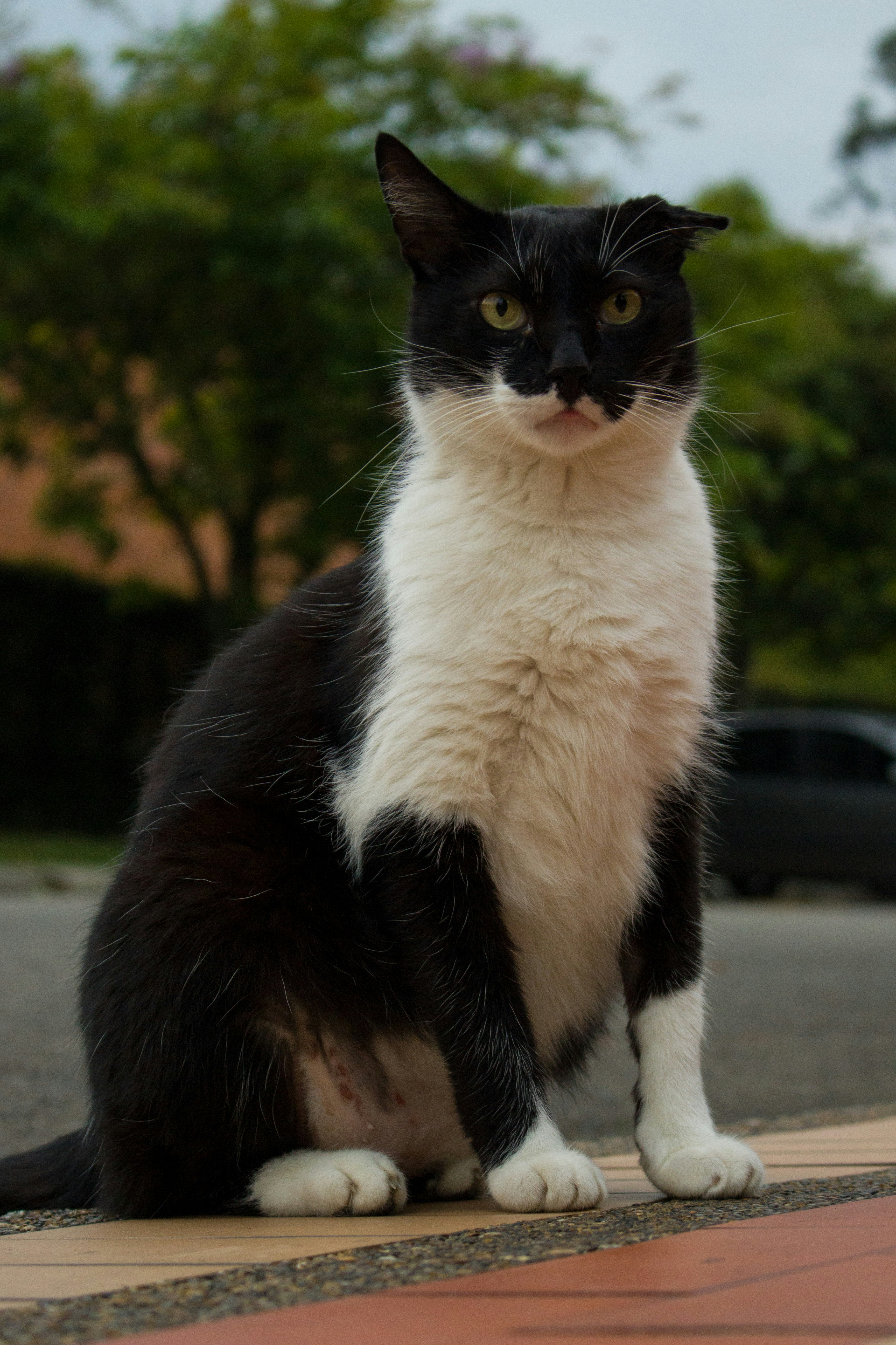 A black and white cat sits on a ledge.