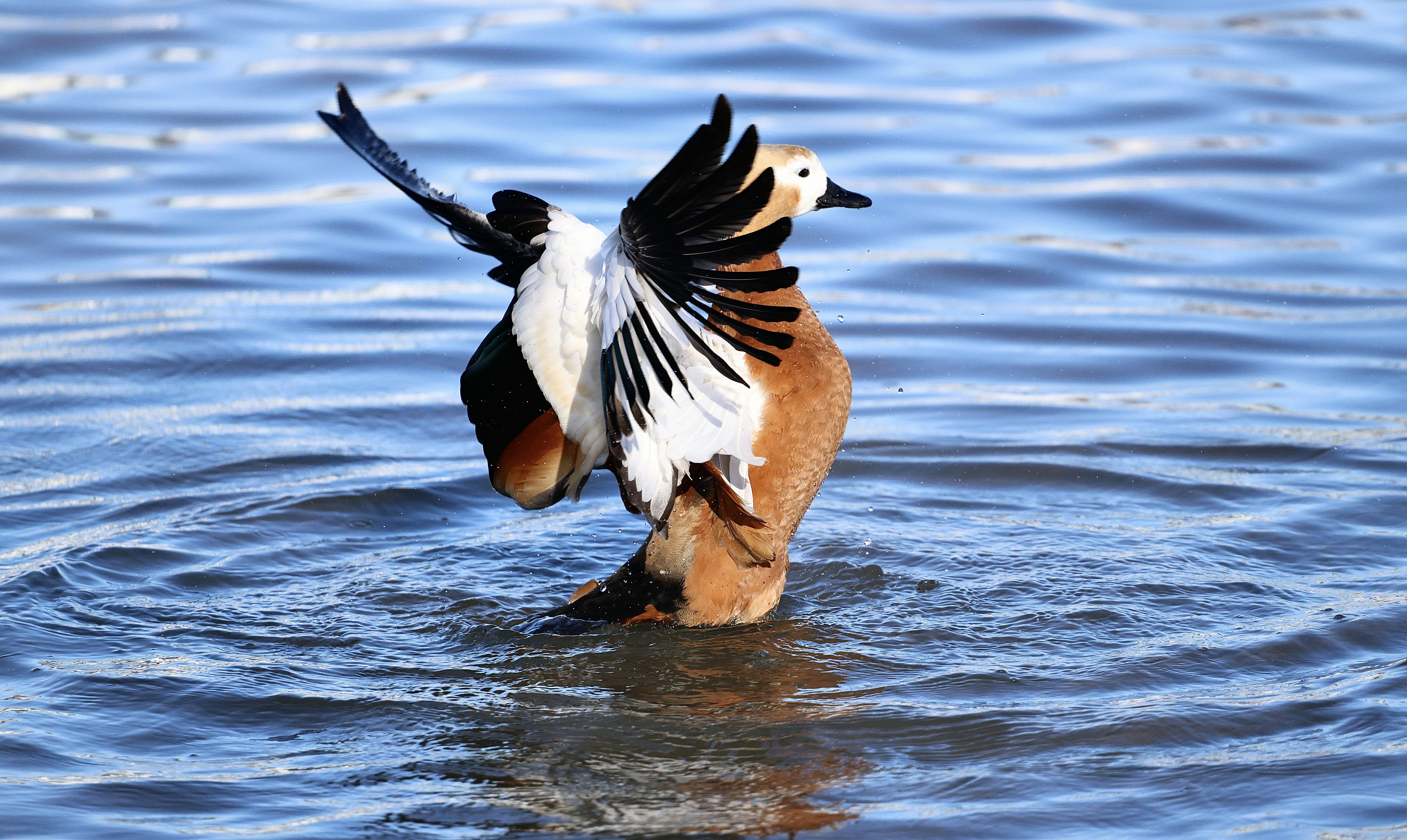 Un pato con alas extendidas en aguas azules