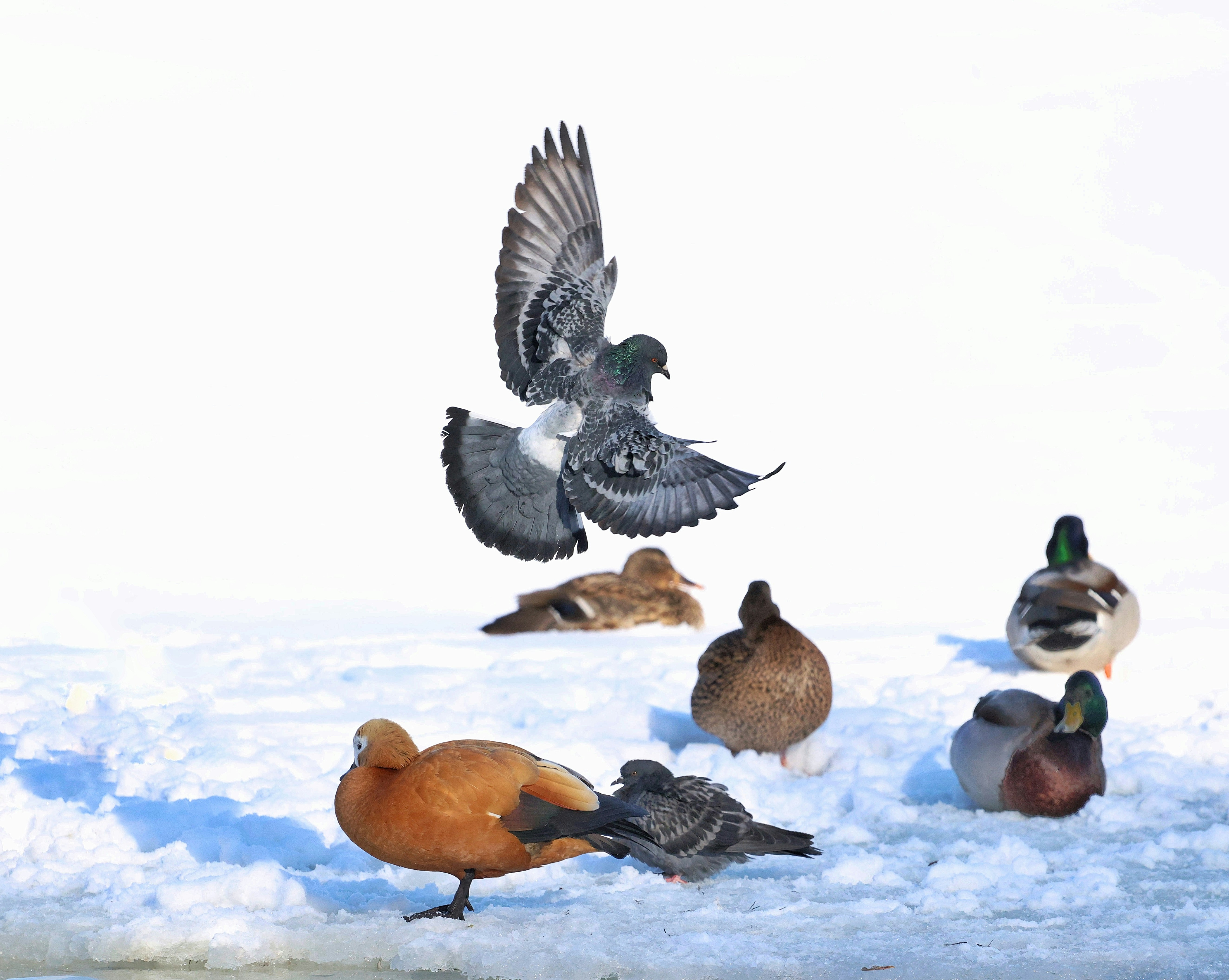 Palomas y patos se reúnen en una superficie nevada