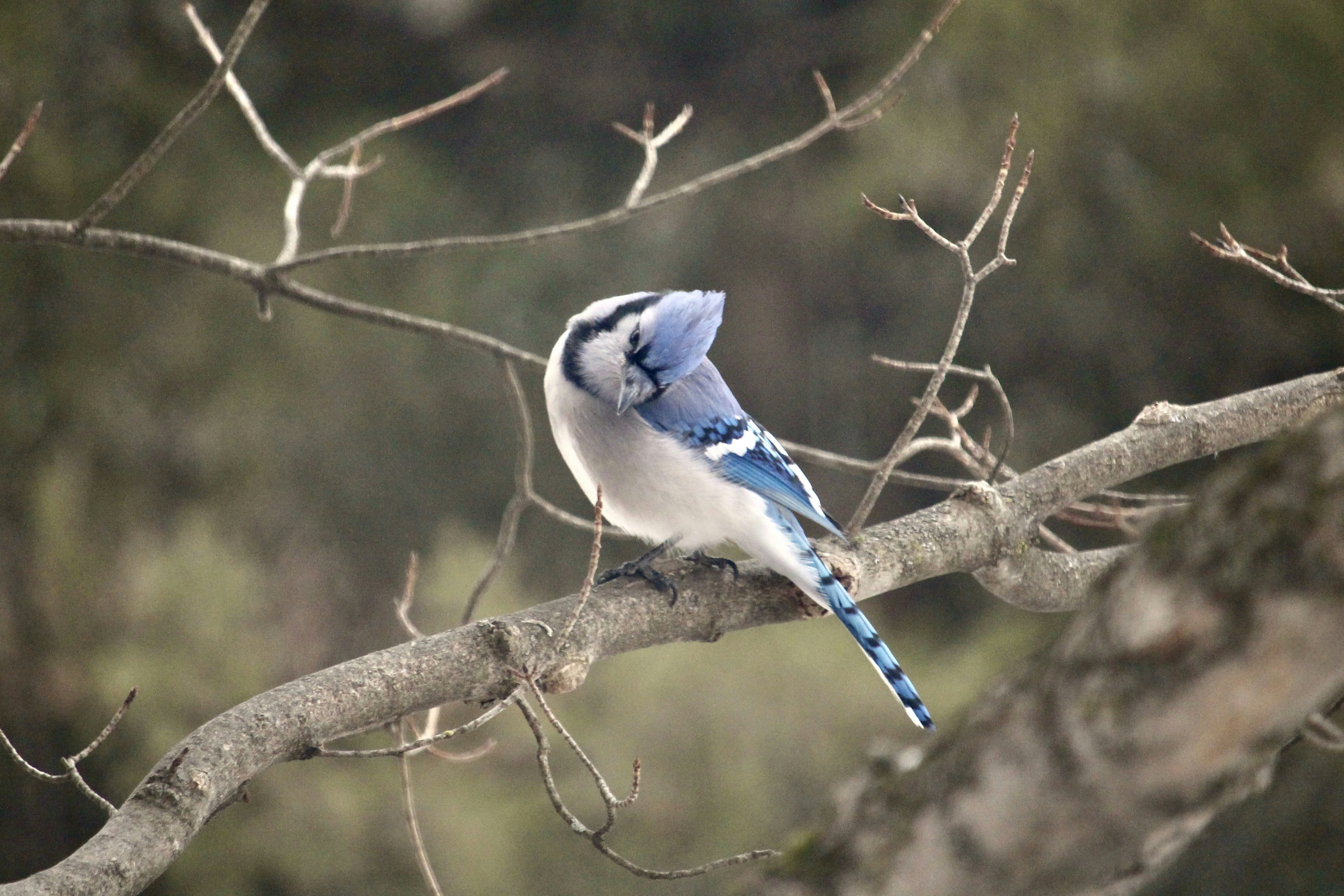 Photo by cecilemousist