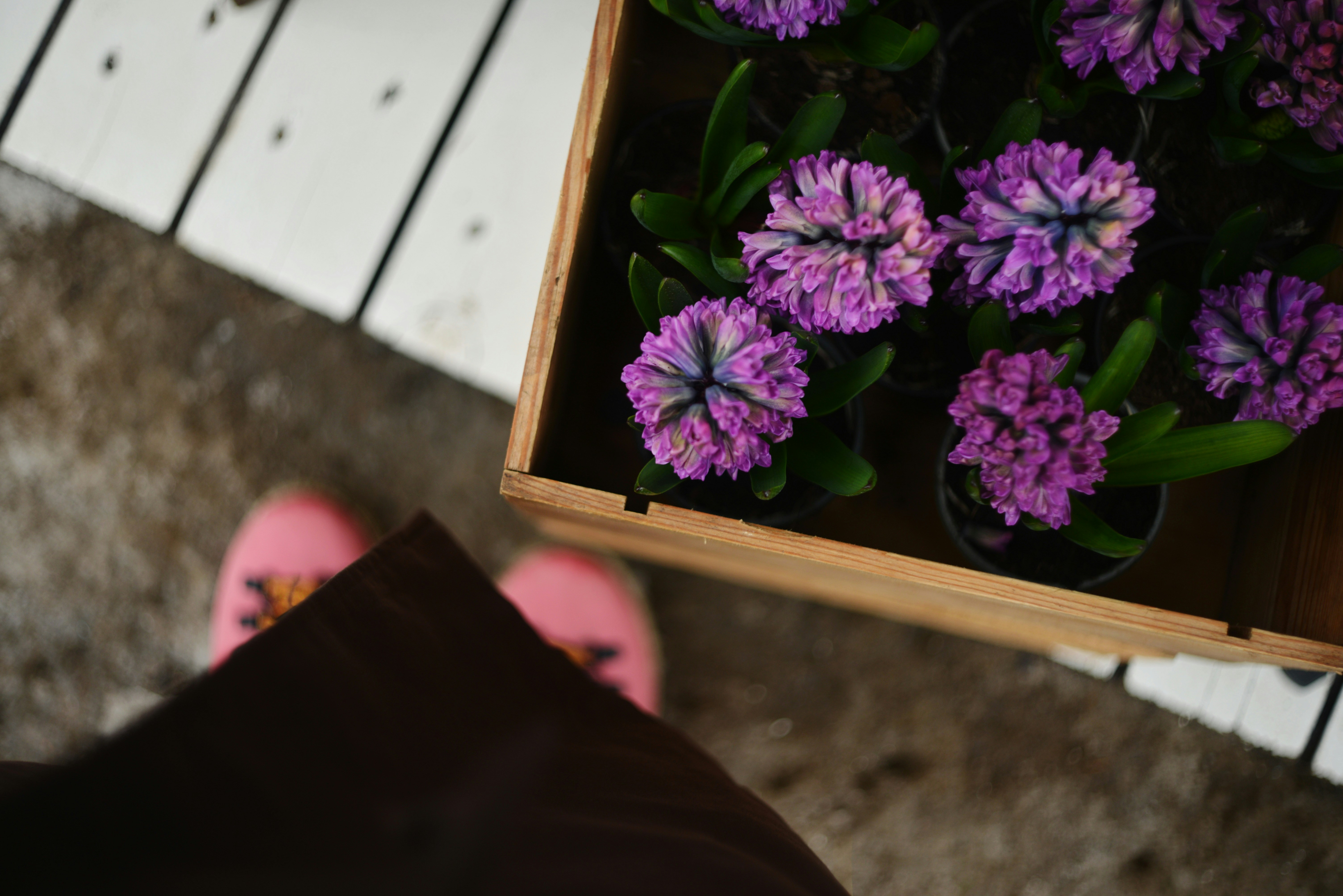 Rosa Schuhe in der Nähe einer Holzkiste mit violetten Hyazinthen.