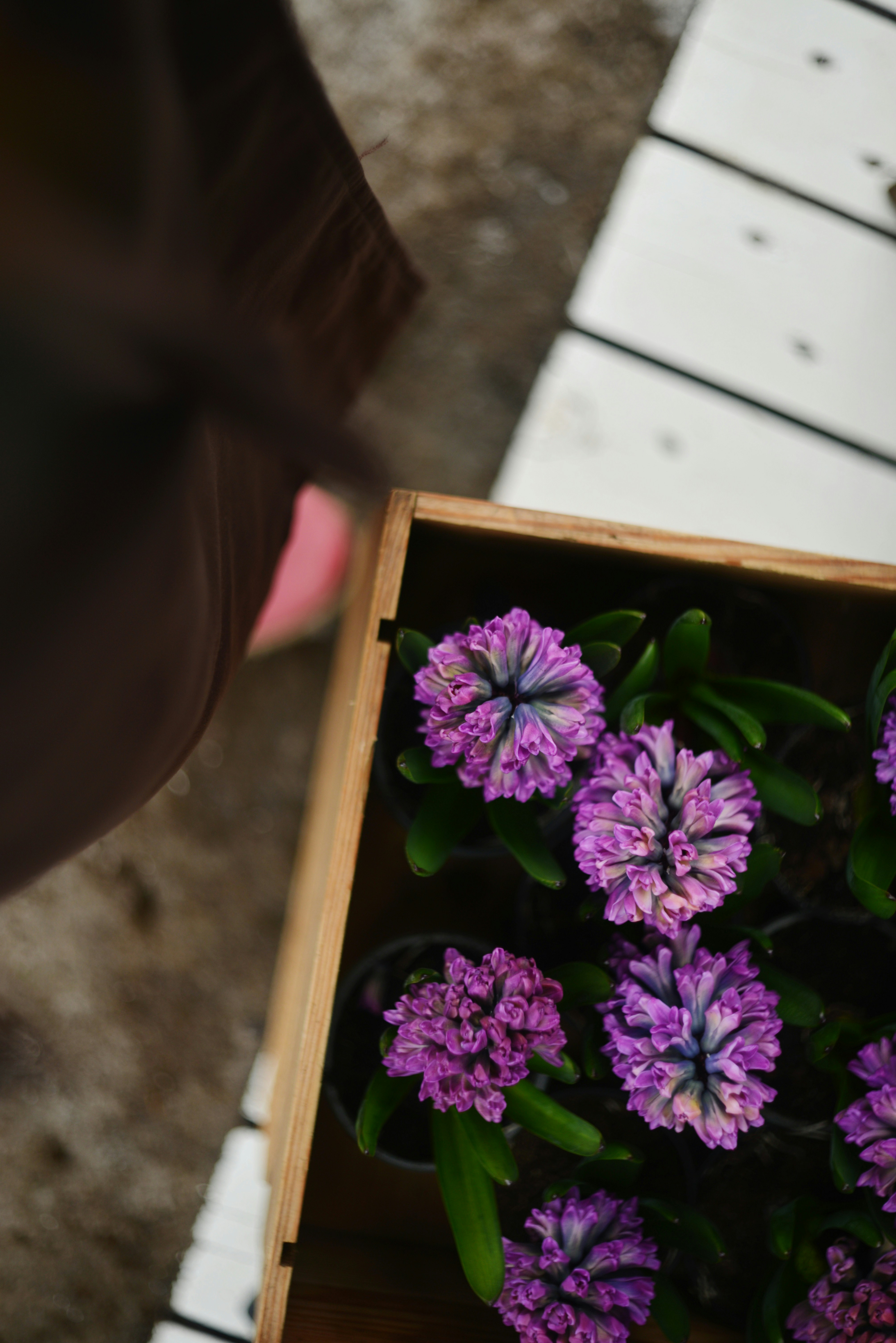 Violette Hyazinthen in einer Holzkiste
