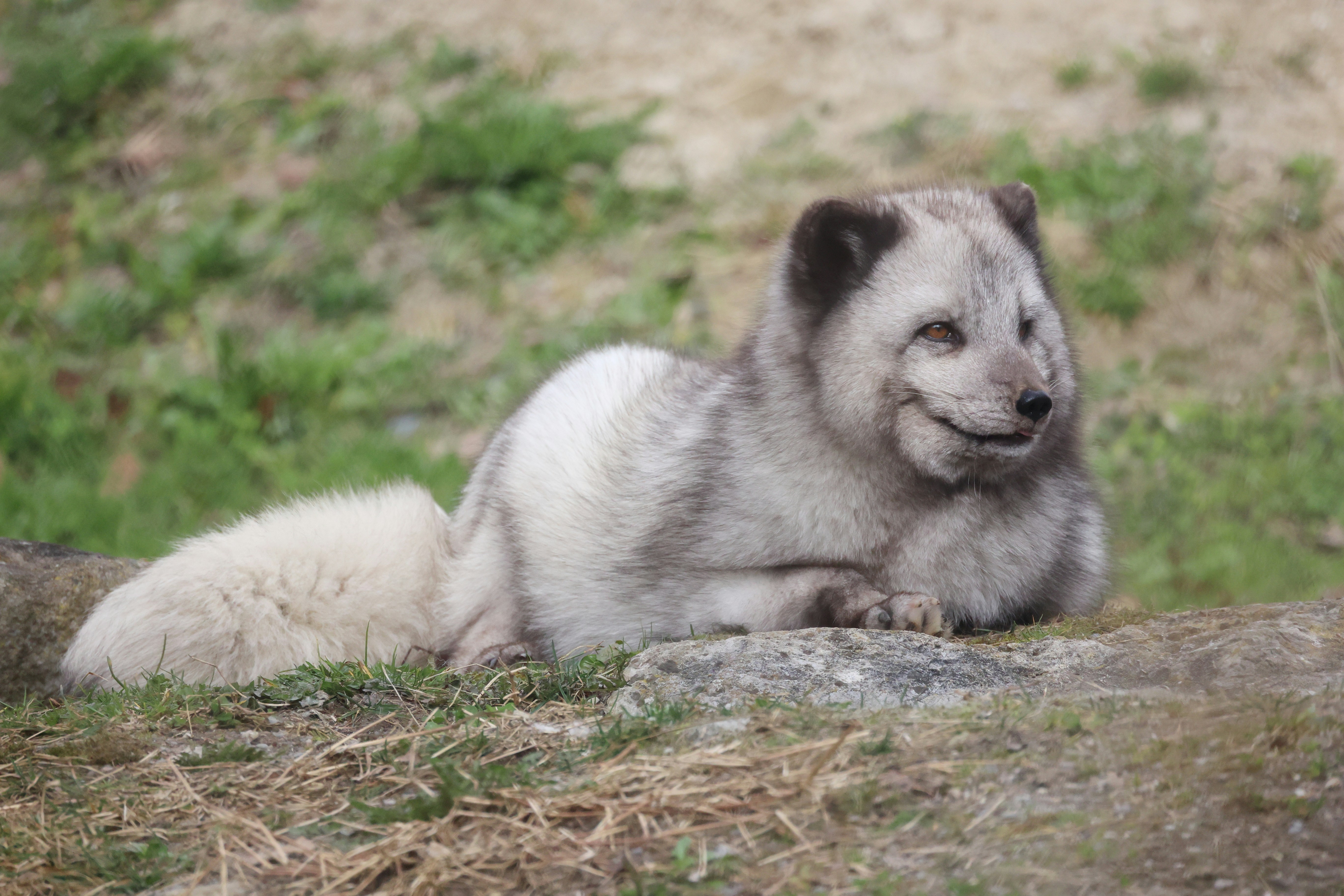 An arctic fox rests on grassy ground.